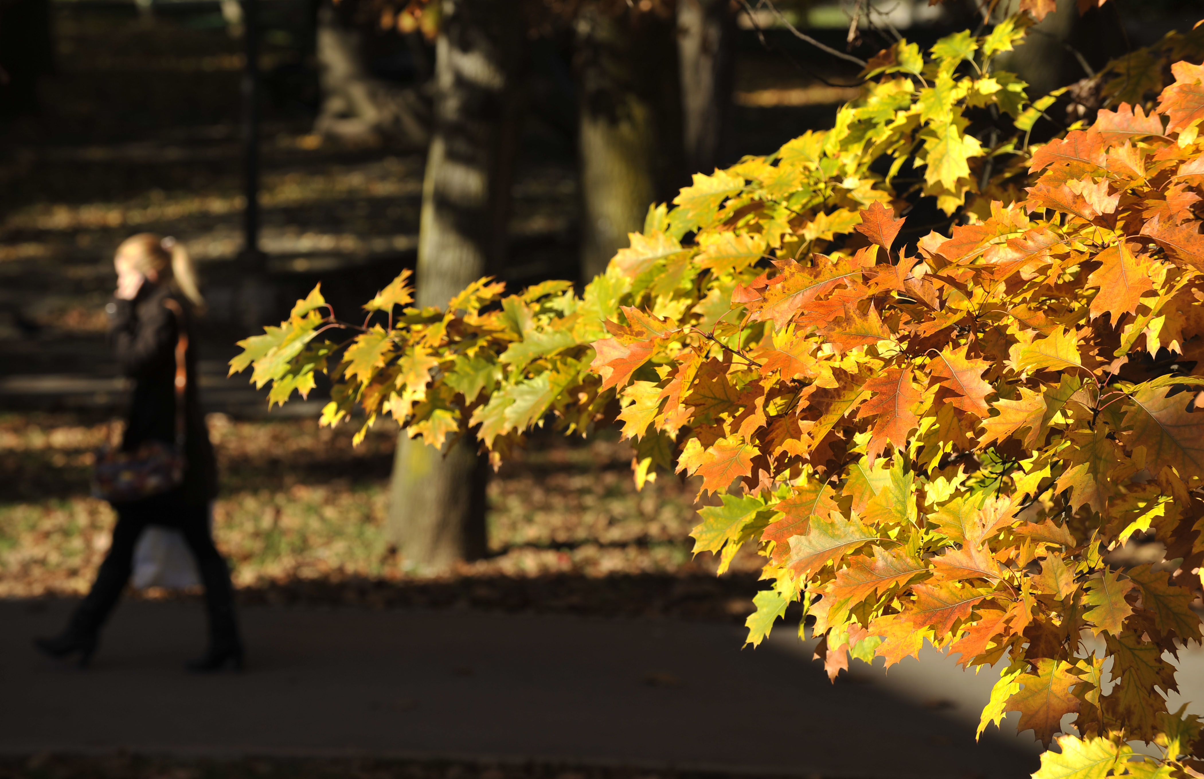 jesen, sonce, jesensko listje