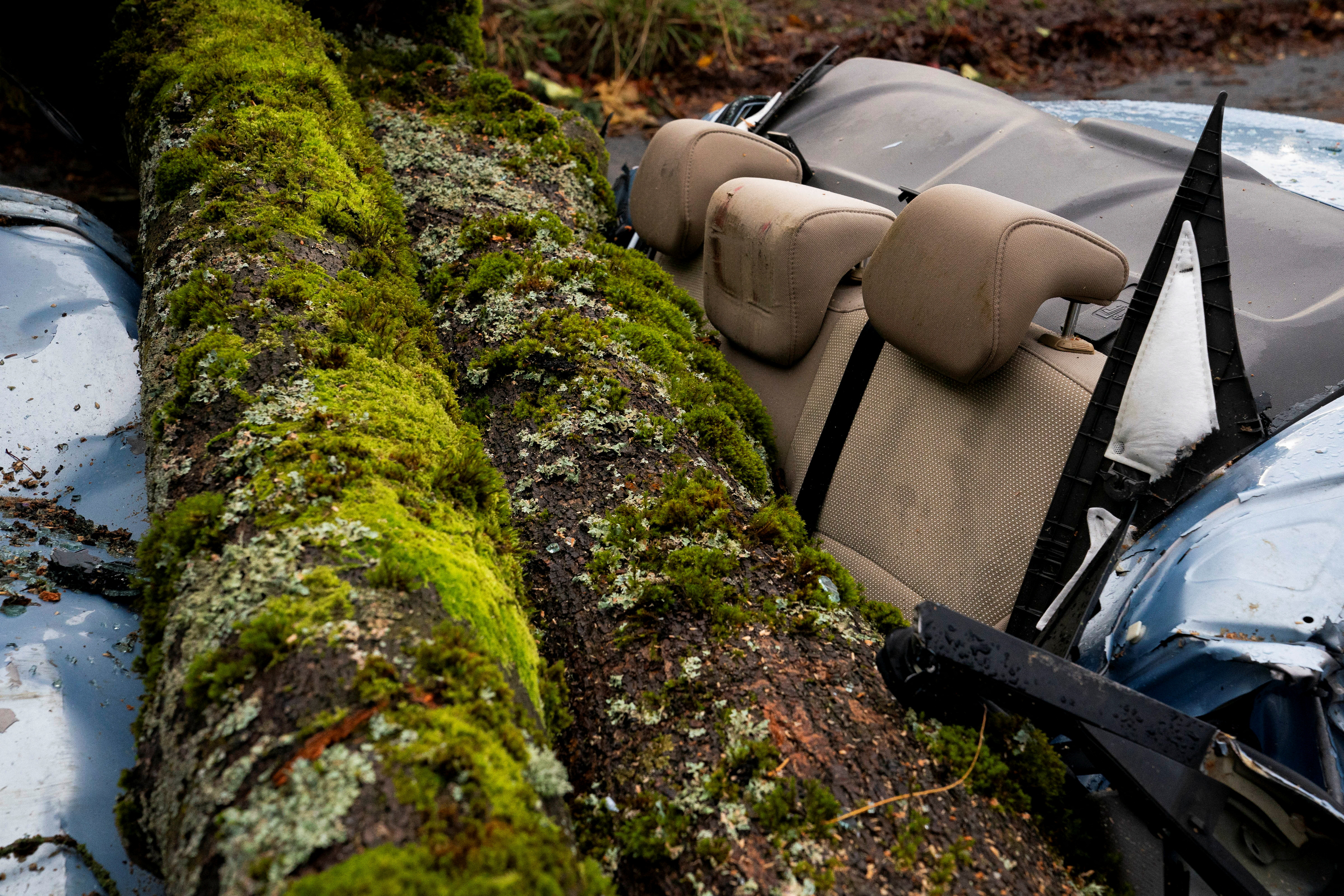 Podrta drevesa na avtomobilih. (Foto: David Ryder/REUTERS)