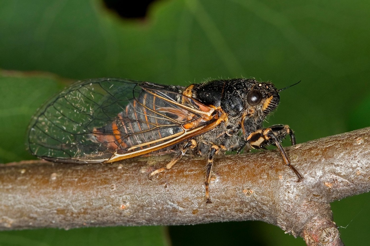 New Forest cicada (Cicadetta montana)