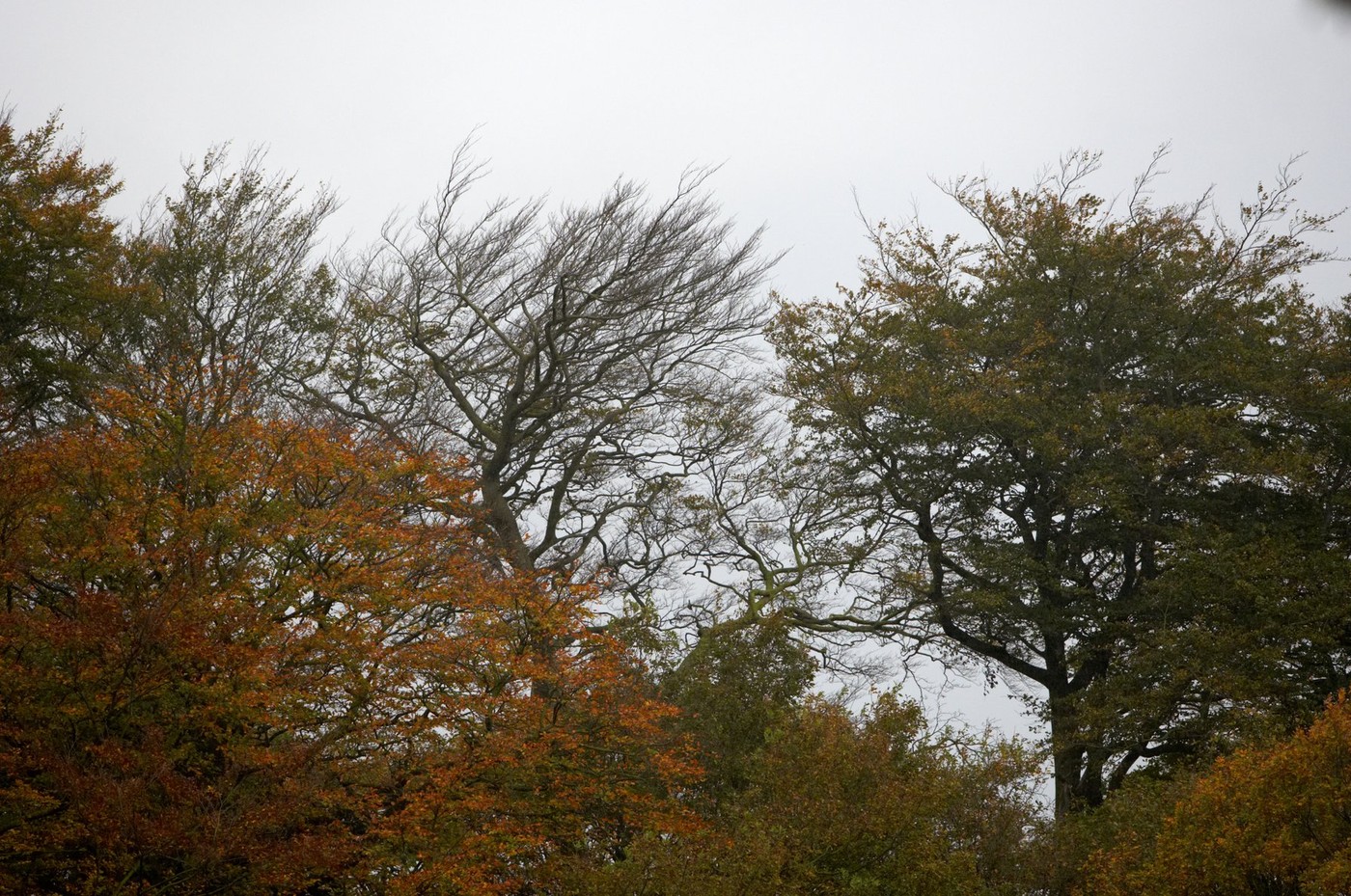 jesen, dež, oblačno