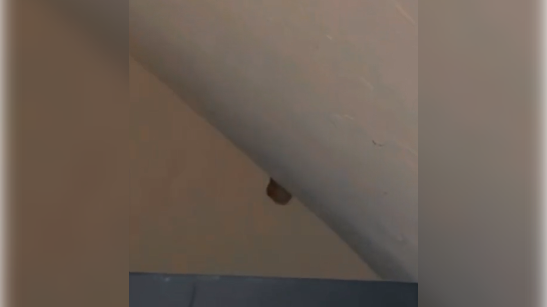 high-res-image - 2024-11-26T143137.421