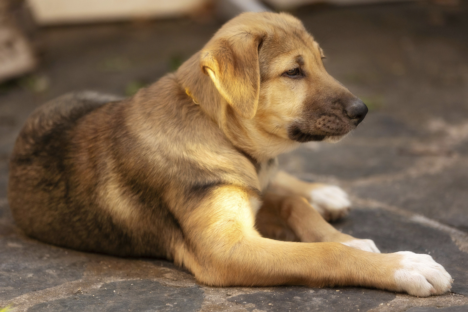 žival, kuža, žalosten kuža