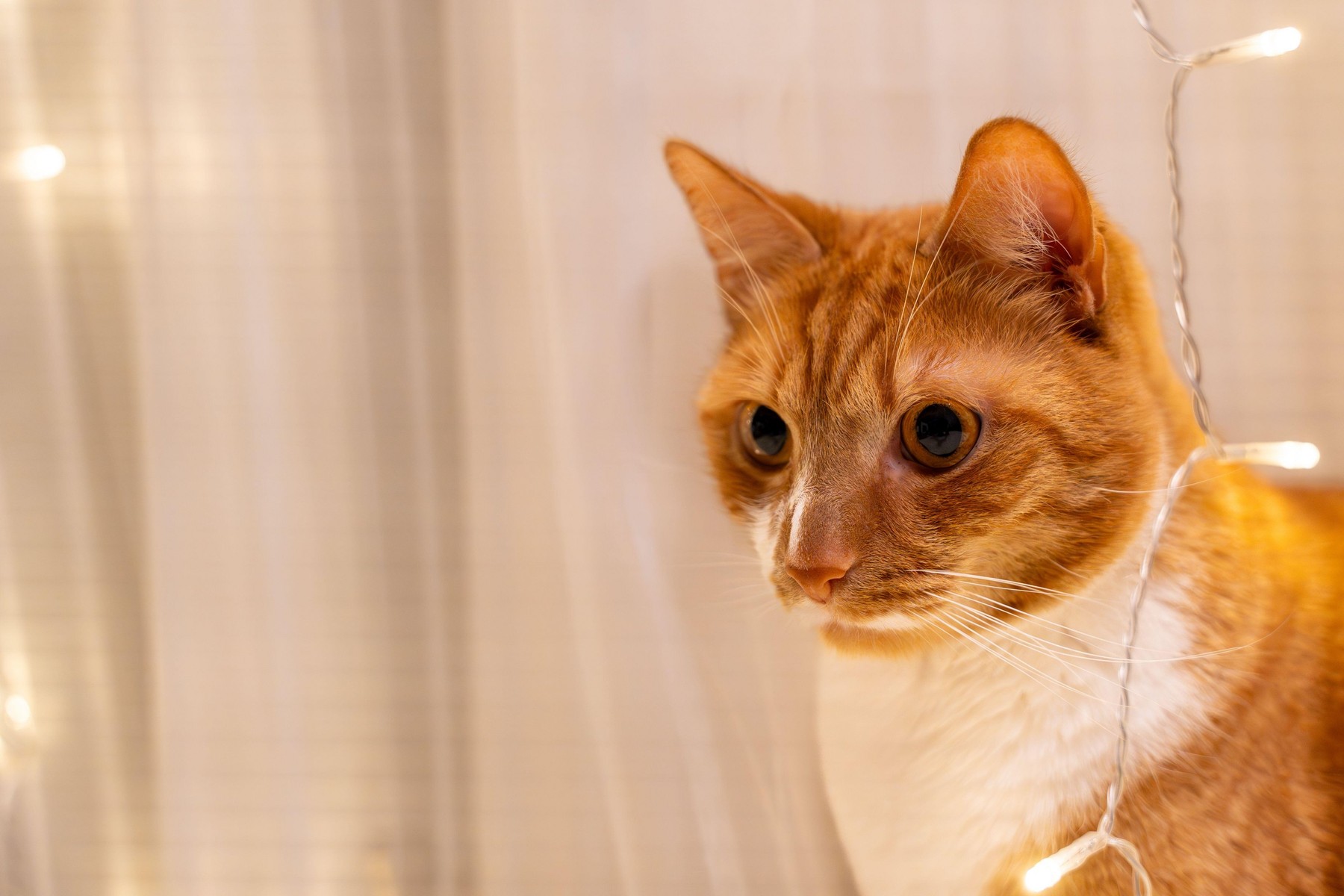 maček, muca, oranžni maček