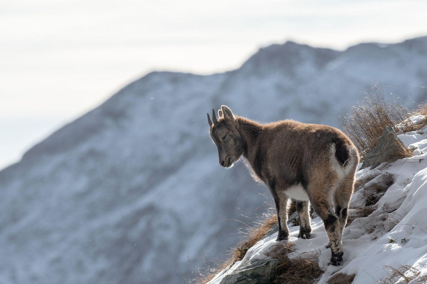 Female Alpine ibex also called wild mountain goat stands on a snowy slope, gazing at the peaks in the distance against snowy mountains background.