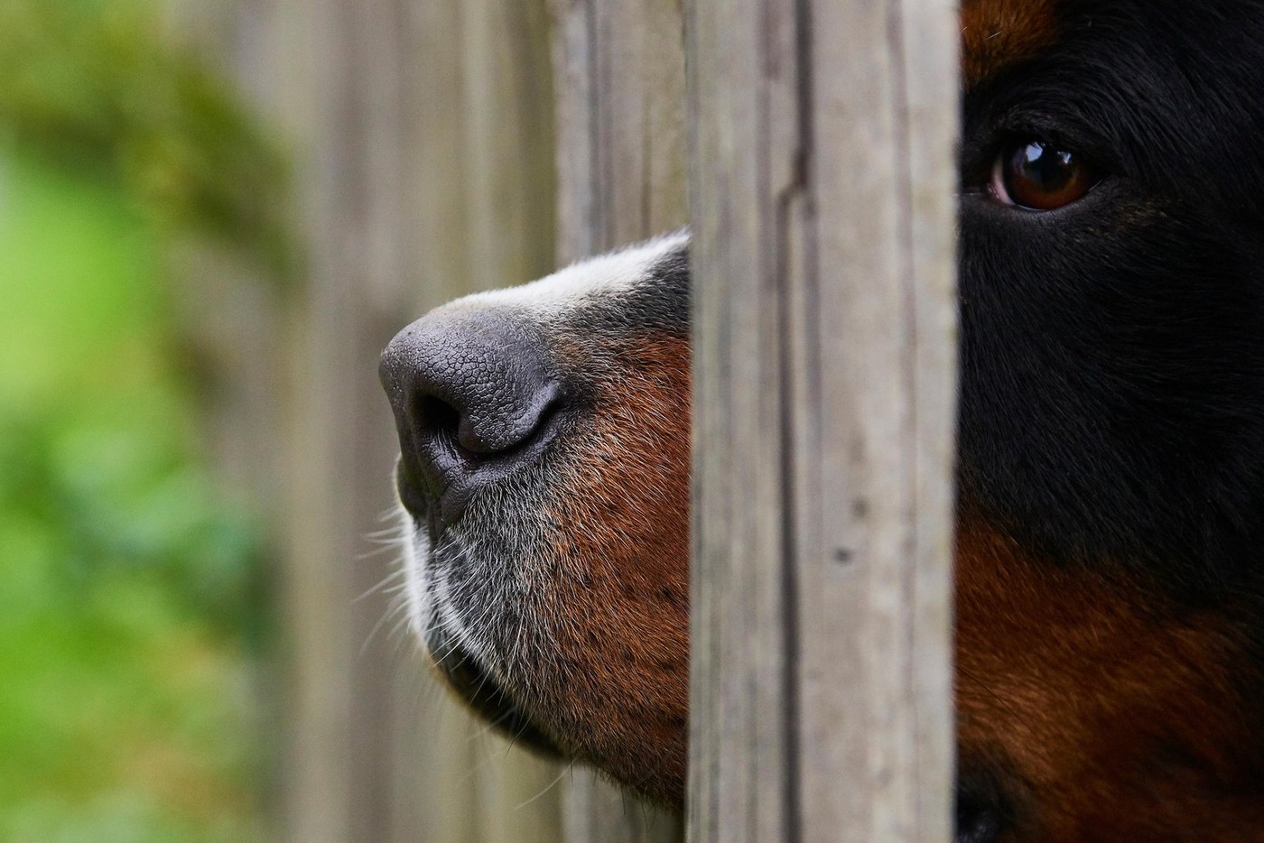 Guard dog looking through a wooden fence. Selective focus.