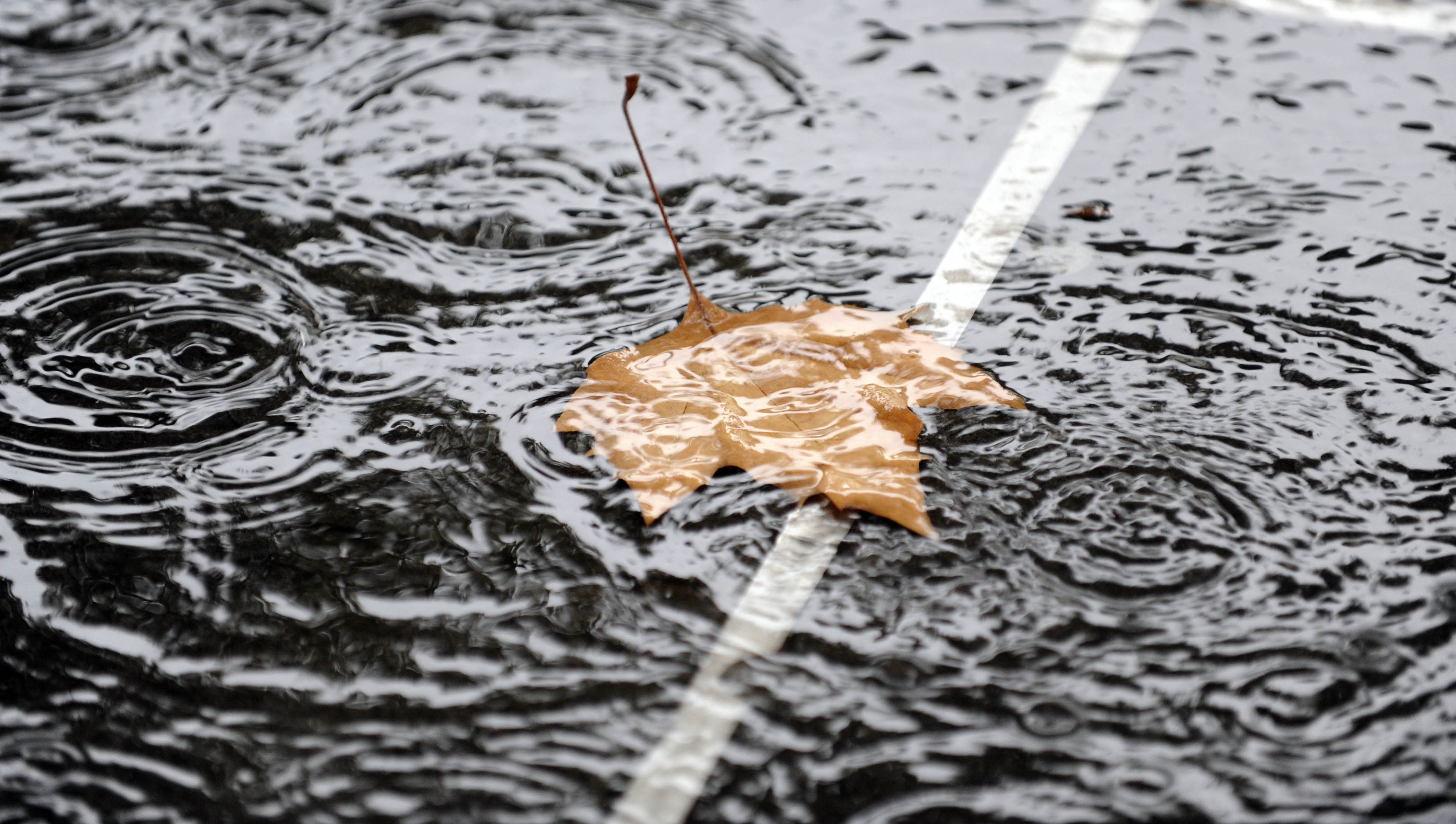 LIST JESEN VODA DEZ KAPLJE IGRA VODE NARAVA VREME DETAJL