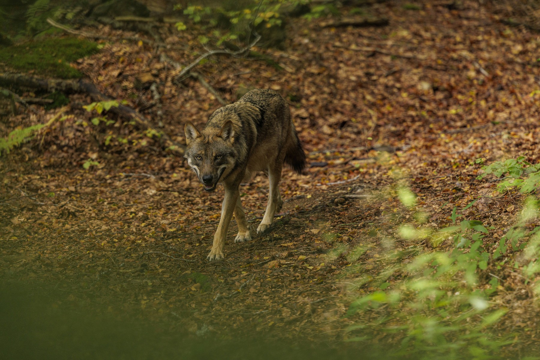 Tierwelt, Wolf 2024-09-29, GER, Bayern: Wolf im Nationalpark bayerischer Wald. Der Wolf ist in Deutschland wieder heimis