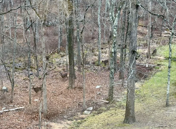 Posnetek zaslona 2024-12-09 093058