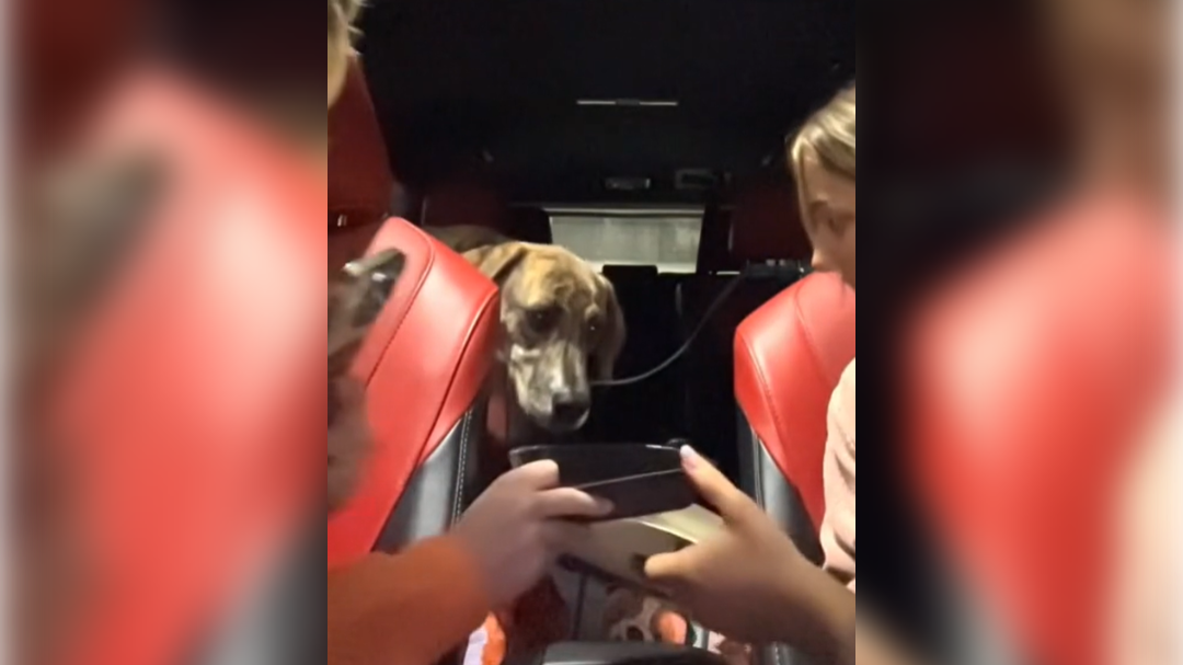 high-res-image - 2024-12-10T105020.487