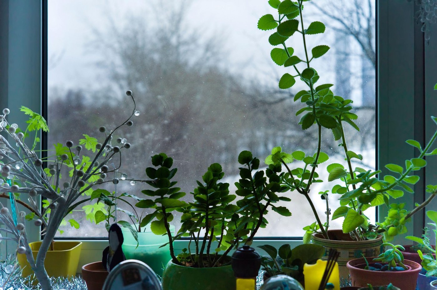 rože, okno, okenska polica, zima, pozimi