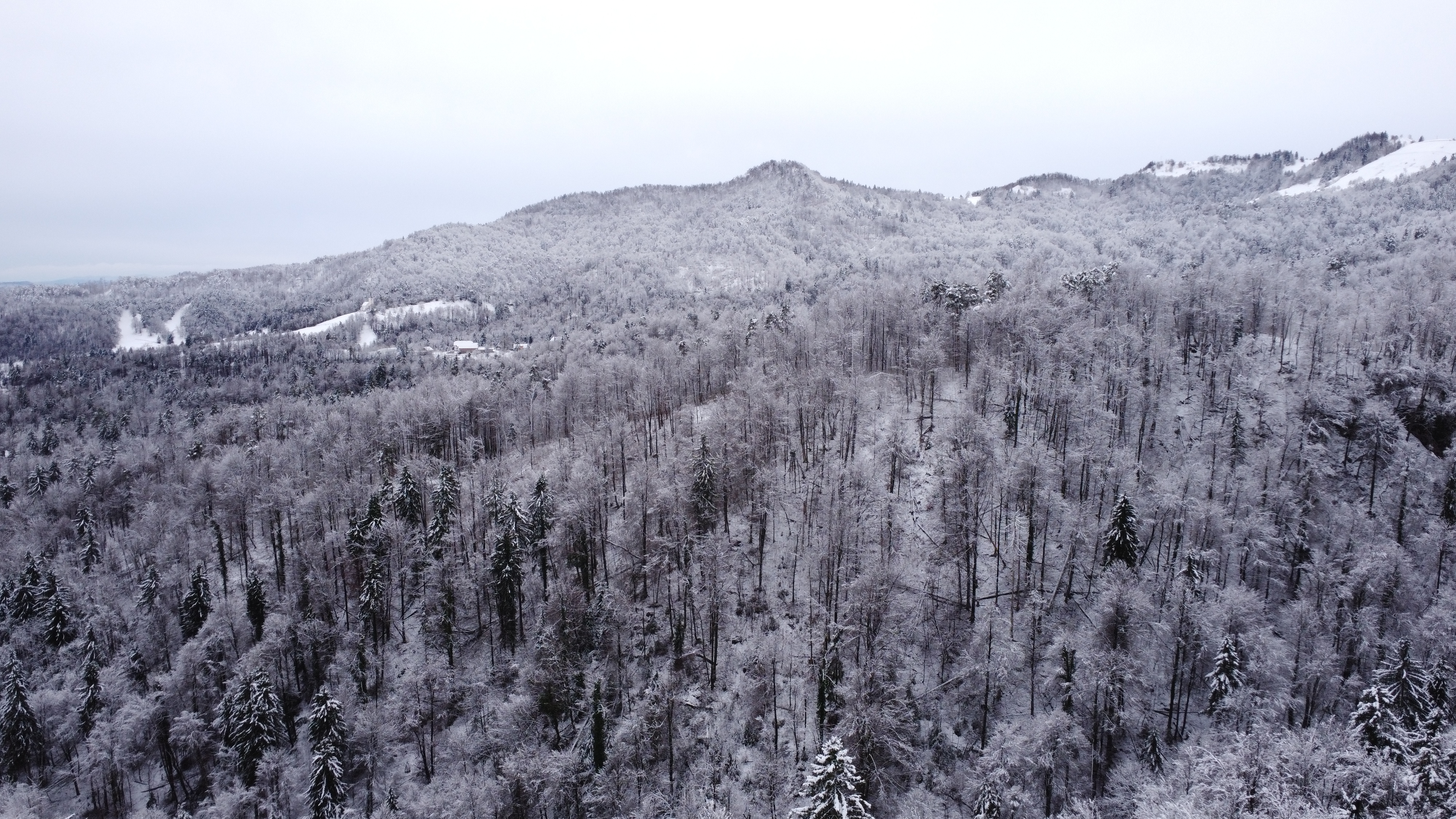 Sneg, sneženje, kidanje, gozd