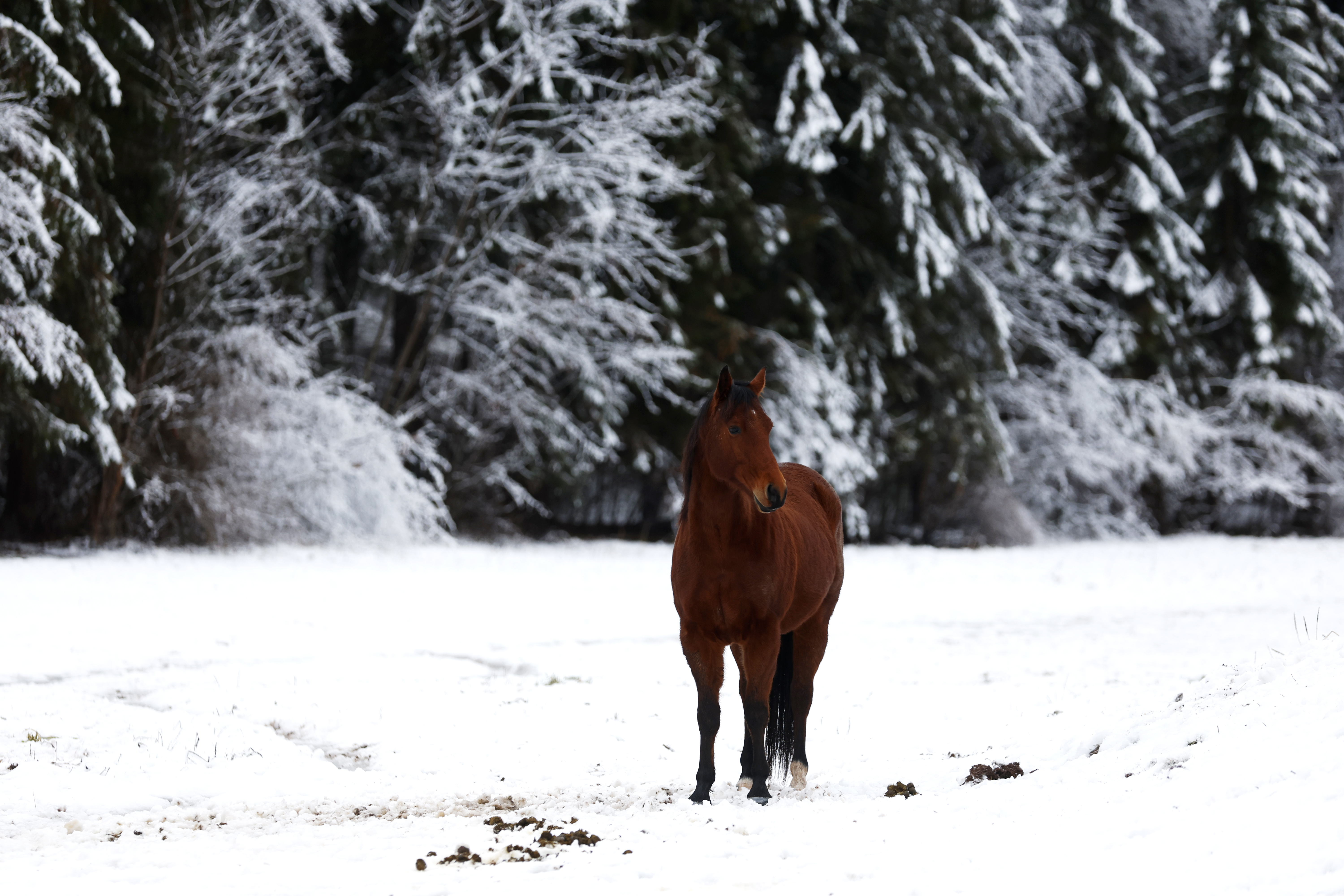 Foto: Borut Živulovič/F.A. BOBO