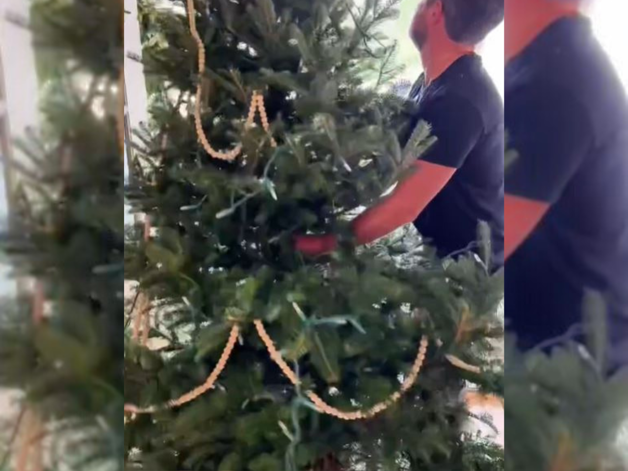 božično drevo, listne uši, tiktok