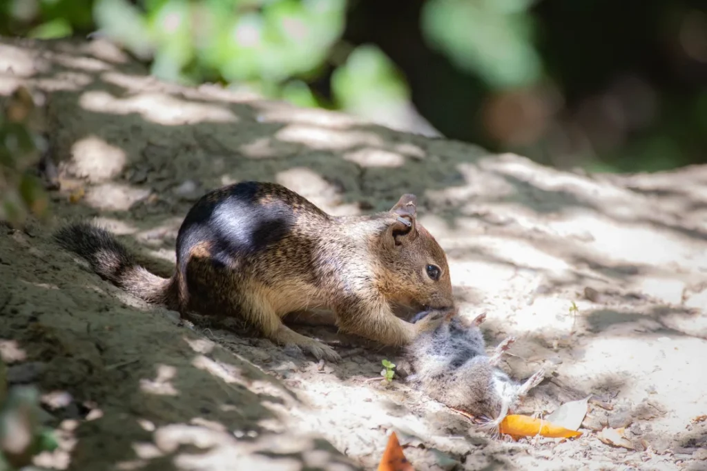 1735061999-squirrel-0014-c-sonja-wild-uc-davis-1024x683.webp