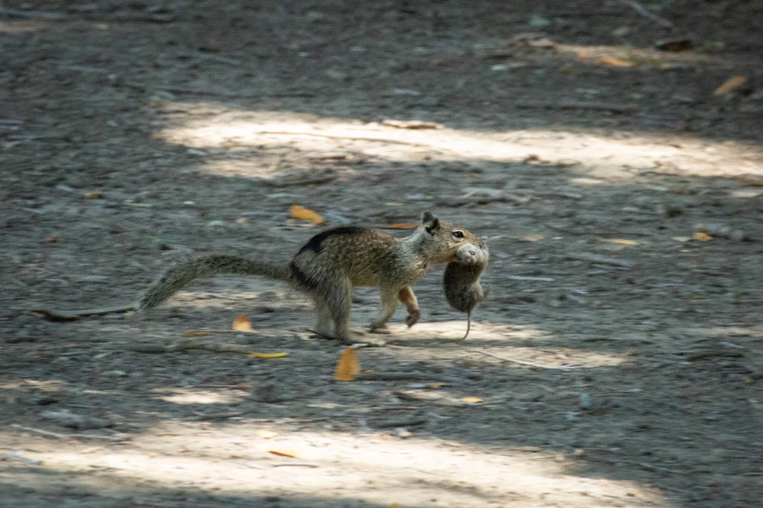 squirrel-runs-with-vole-0797-c-sonja-wild-uc-davis