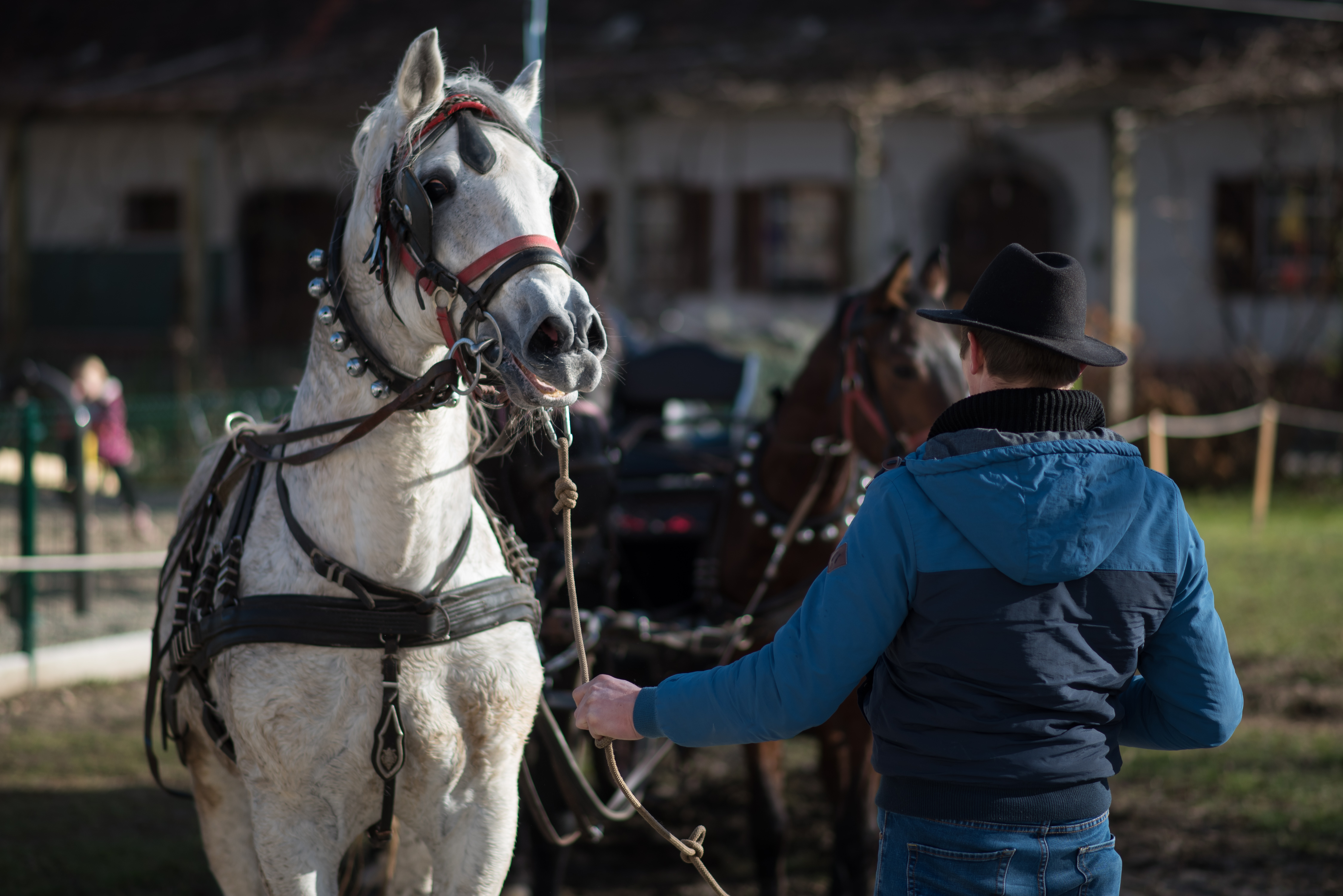 blagoslov konj, sveti štefan