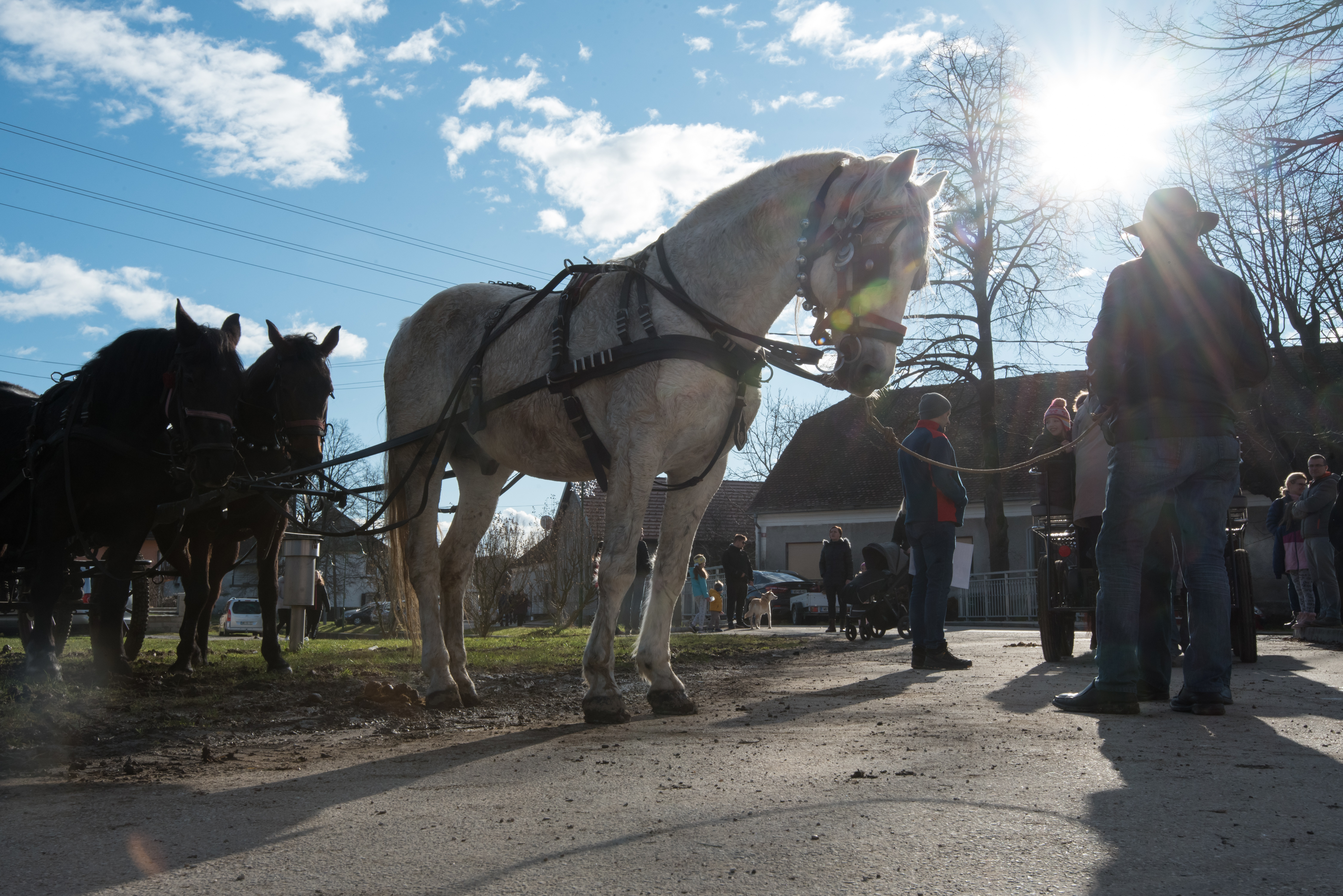 blagoslov konj, sveti štefan