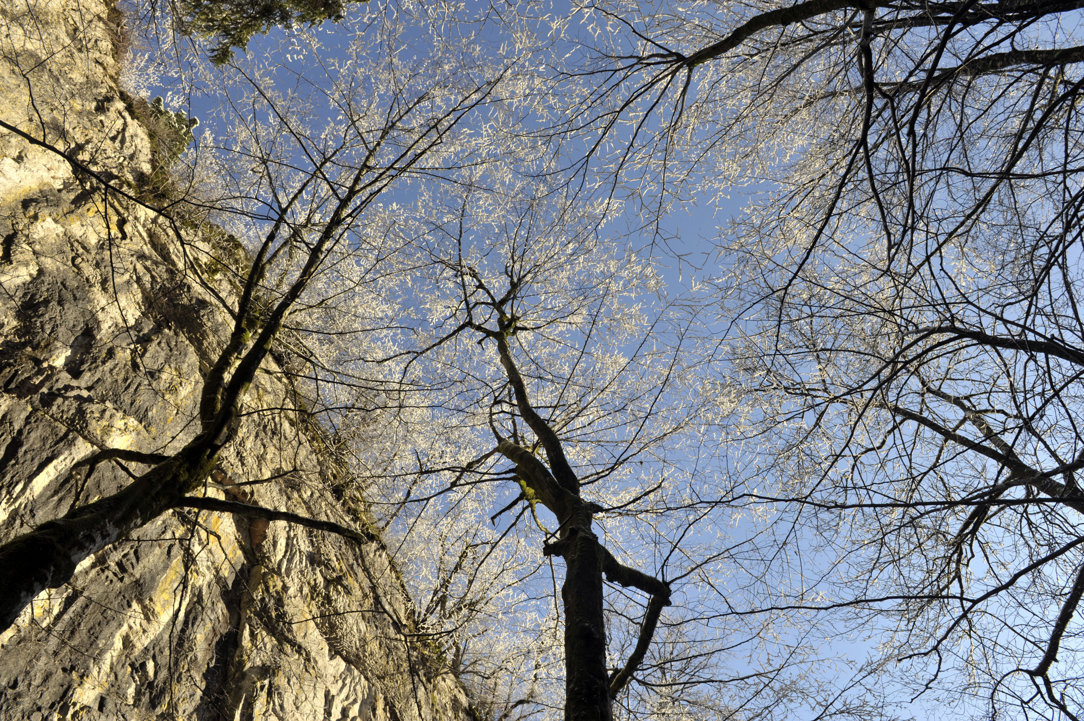 vreme, drevo, sneg, jasno, zima, narava