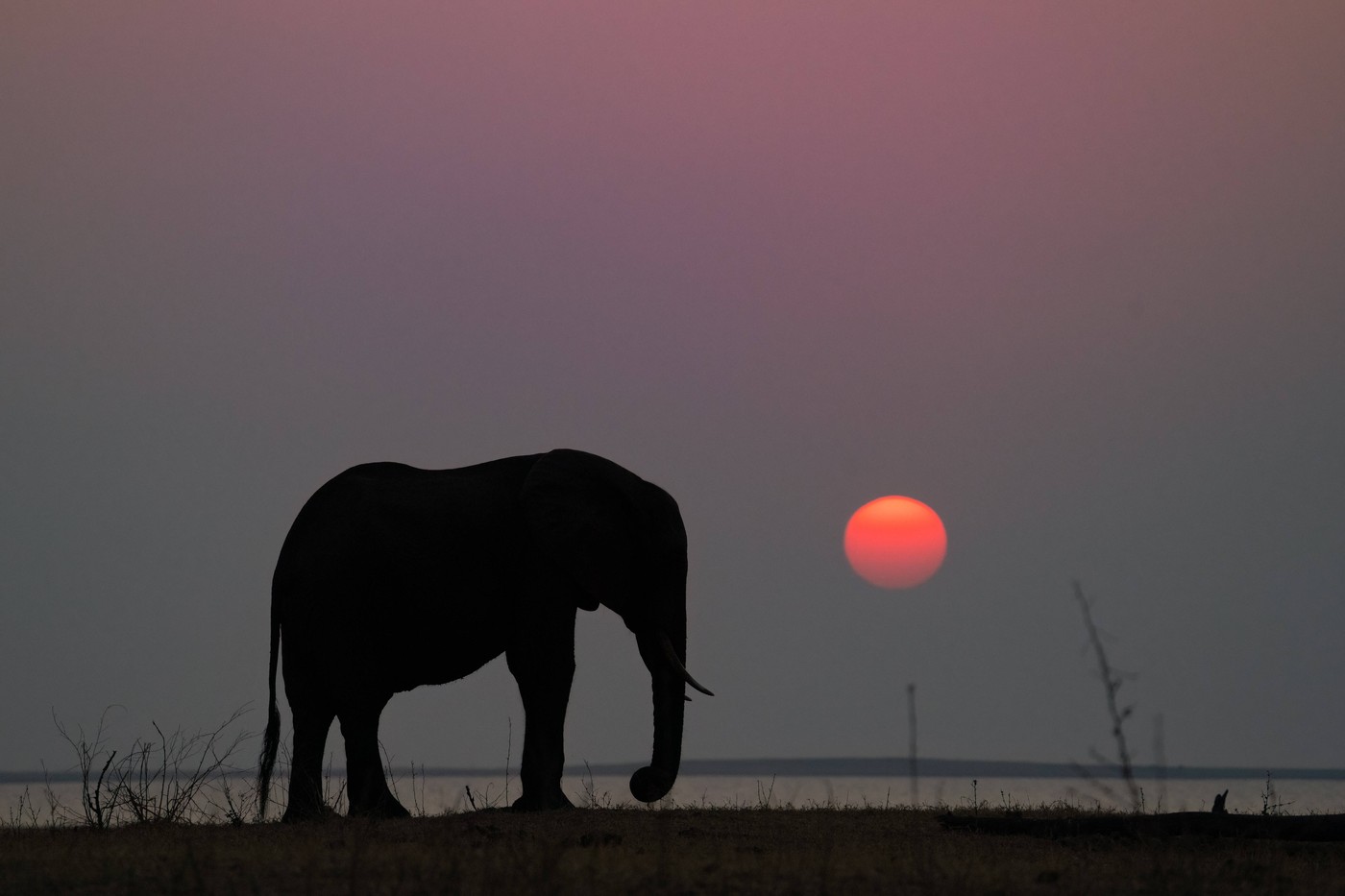 Matusadona, narodni park, afrika, slon