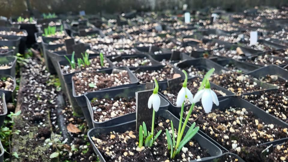 zvončki, Botanični vrt Univerze v Ljubljani