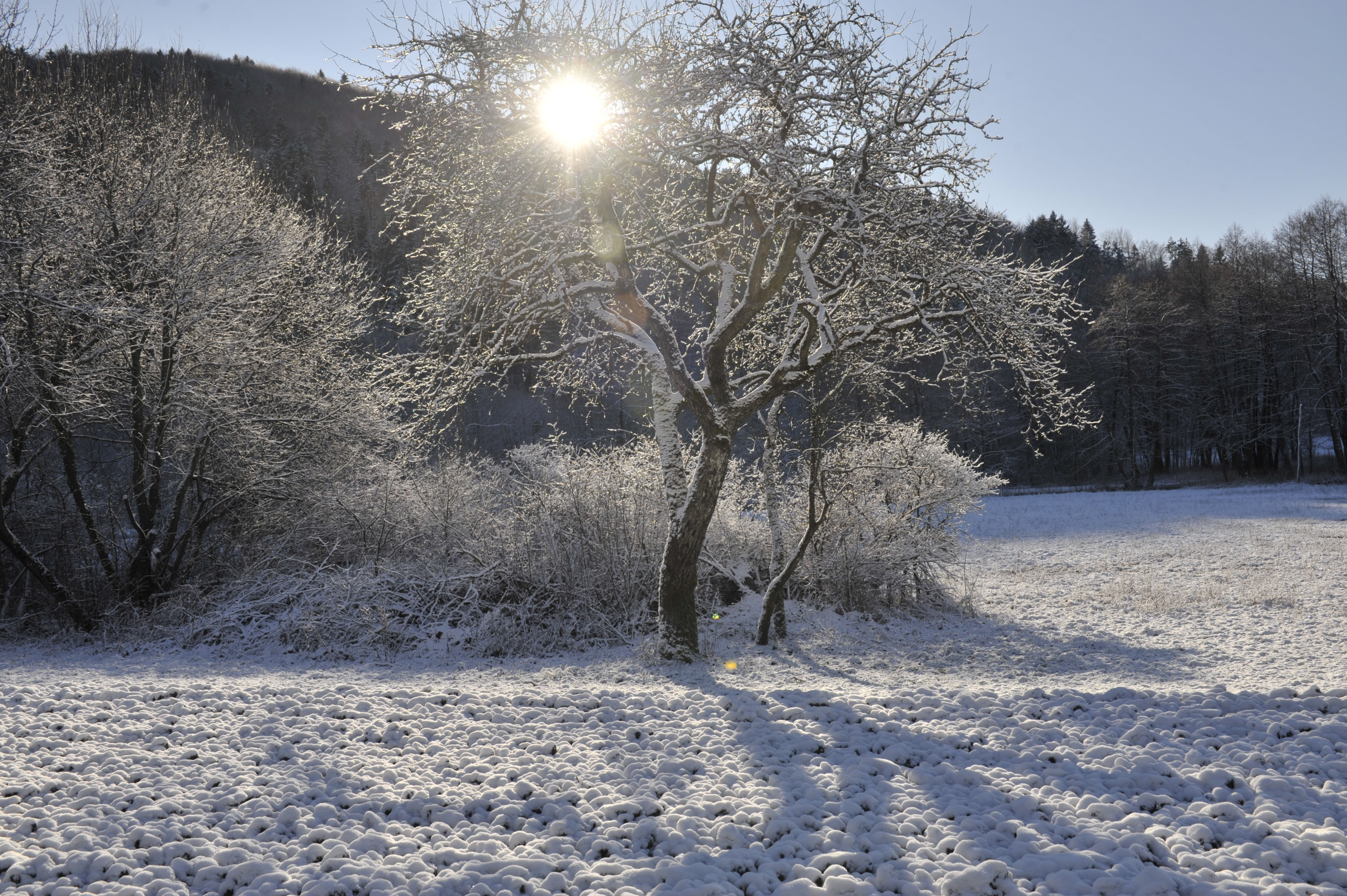 Sonce, zima, sneg, narava