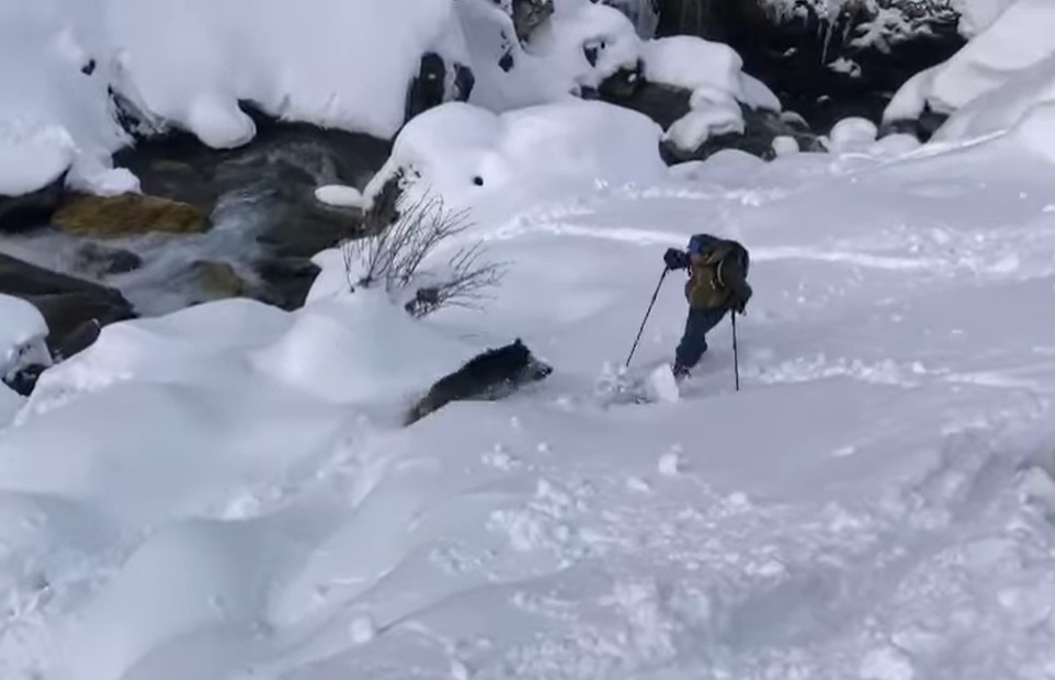 divji prašič, divja svinja, napad, Pireneji, Španija, Instagram