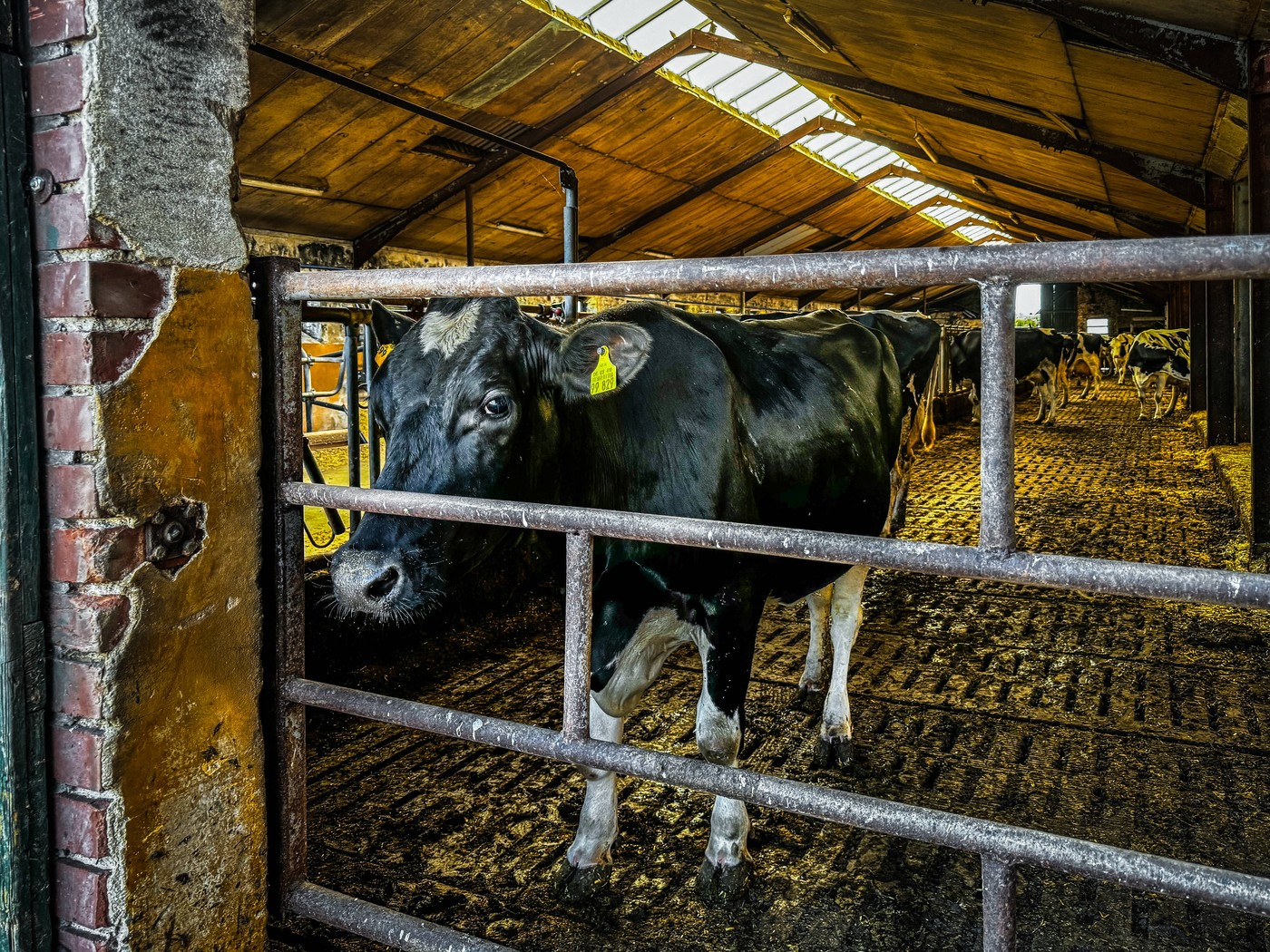 Deutschland, Europa, Landwirtschaft, Viehhaltung, Kuhstall, Schwarzbunte Kuh, Stallgitter, Tierkennzeichnung, industriel