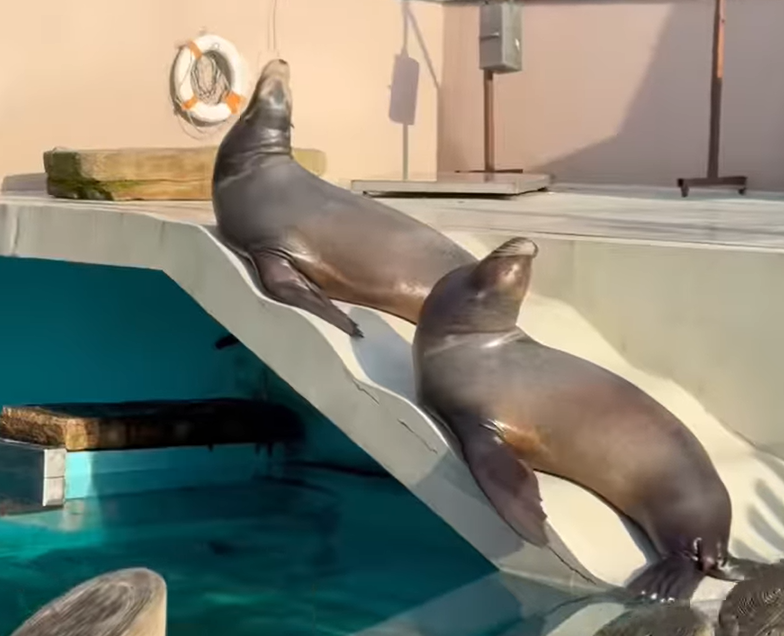 morski lev, spanec, zoo ljubljana