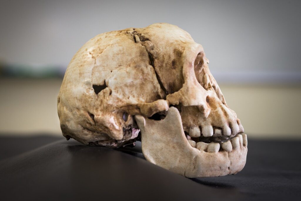 1736764946-Homo-floresiensis-2-1024x682.jpg