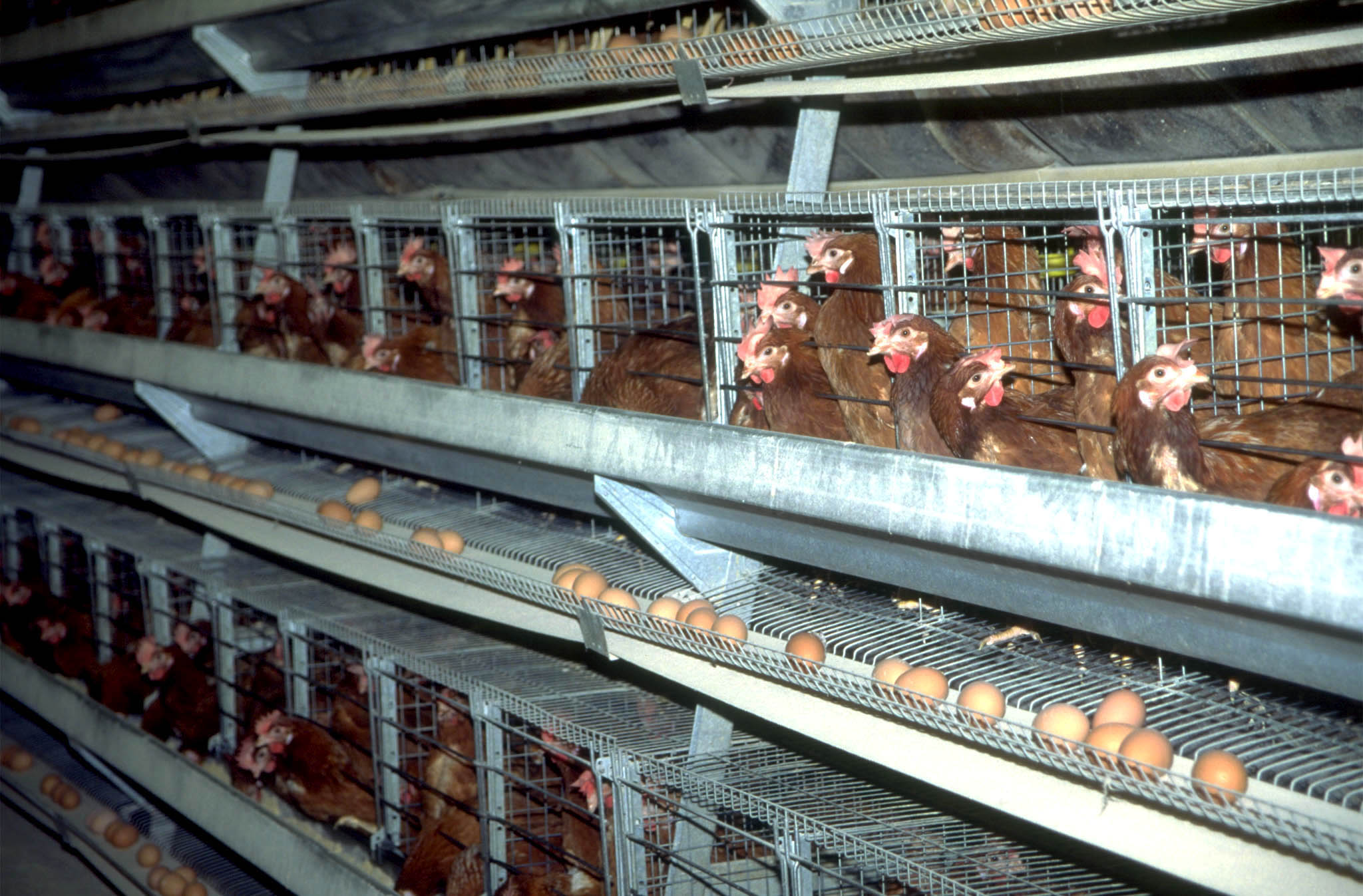 SLOVENIJA , 1997KOKOSI V KOKOSNJAKU.FOTO: SRDJAN ZIVULOVIC/BOBODIA