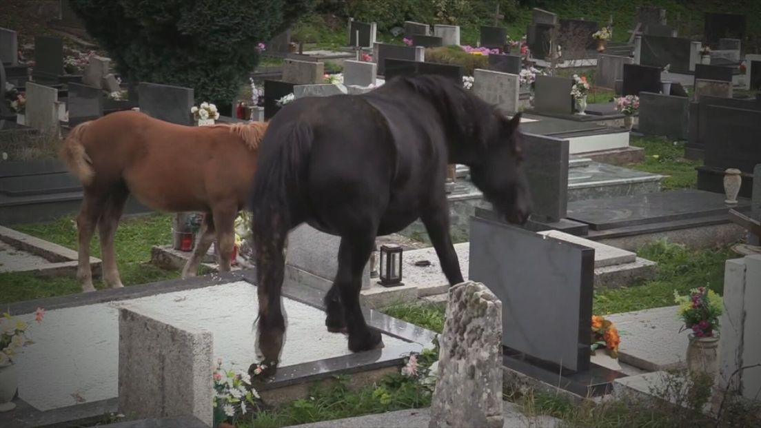 Konji na Krivom Putu