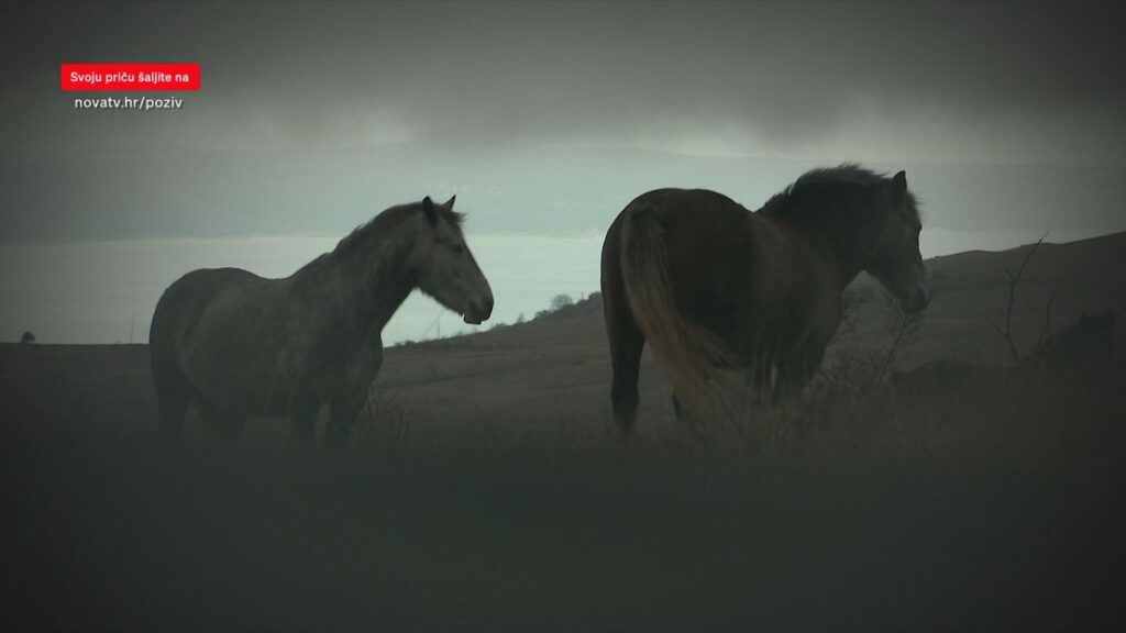 1737372349-63001143-poziv-konji-1024x576.jpg