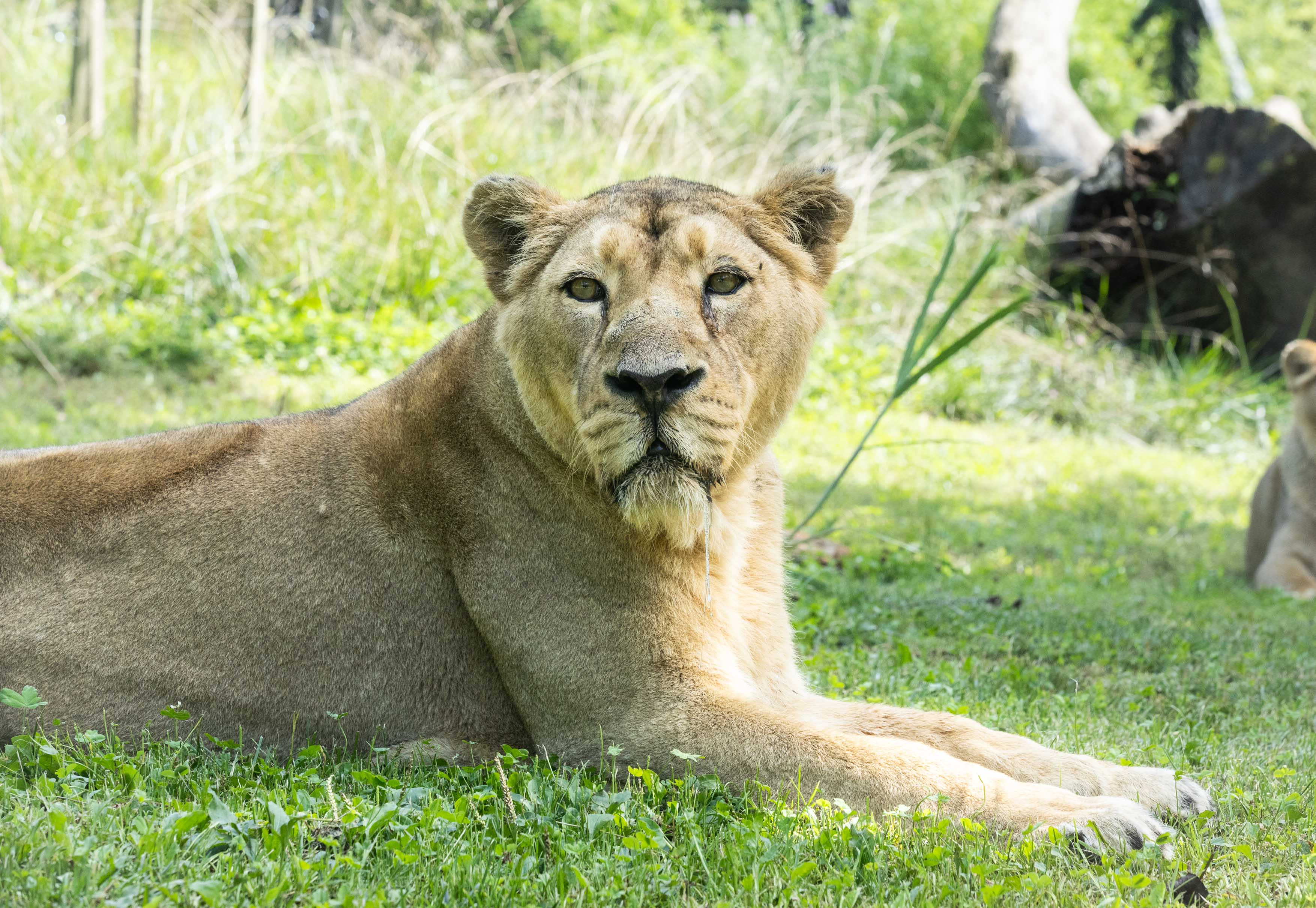 Azijska levinja Čaja