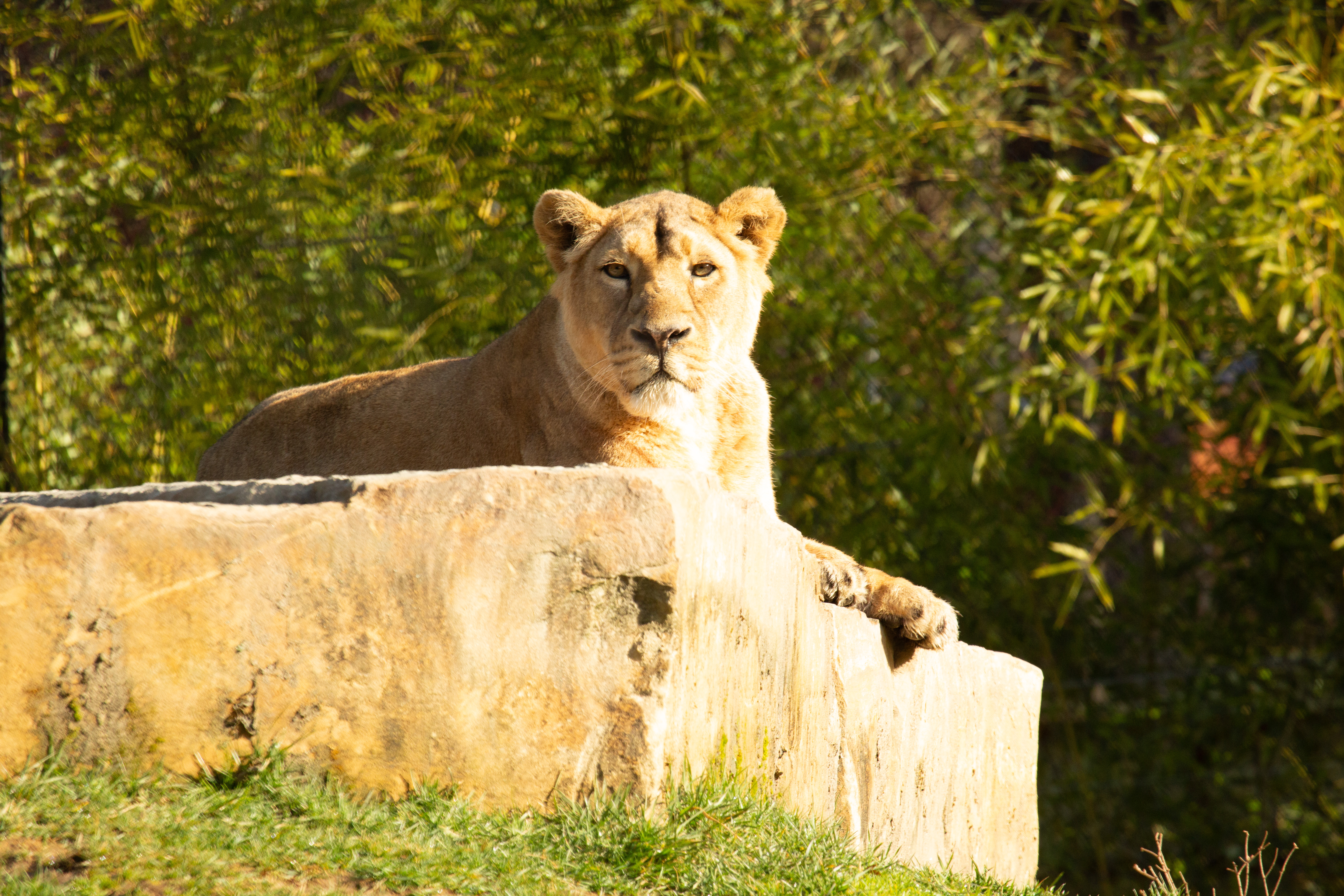 Azijska levinja Čaja
