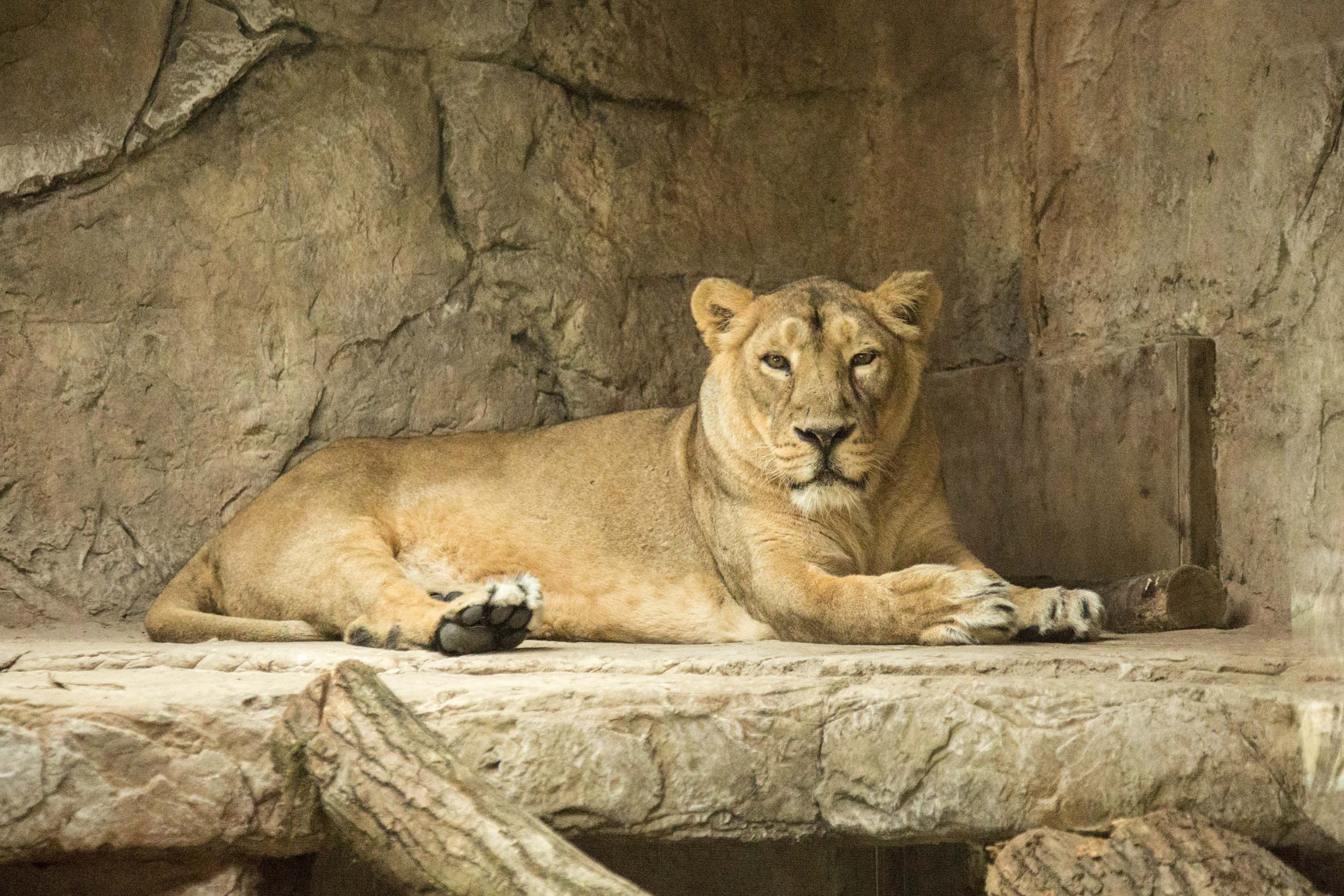 Azijska levinja Čaja