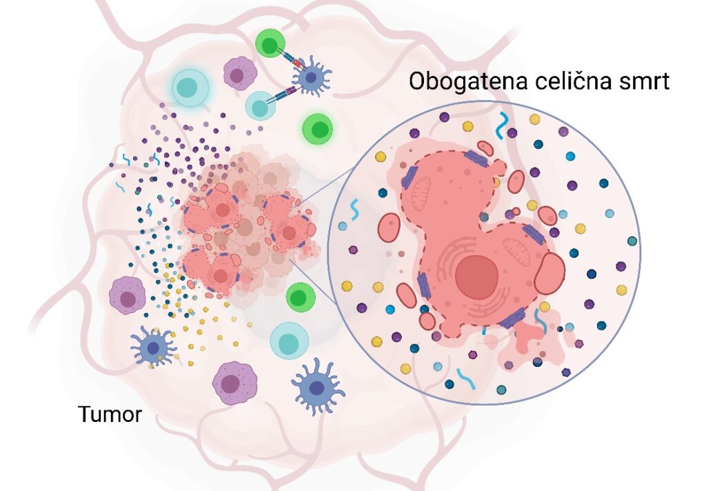 1737539473-Obogatena-celicna-smrt-1024x712.jpg