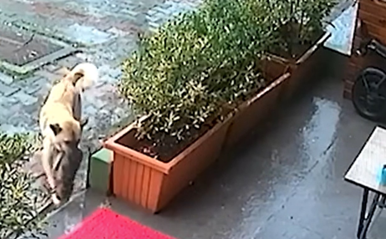 psička, Turčija, pomoč, viralno, YouTube