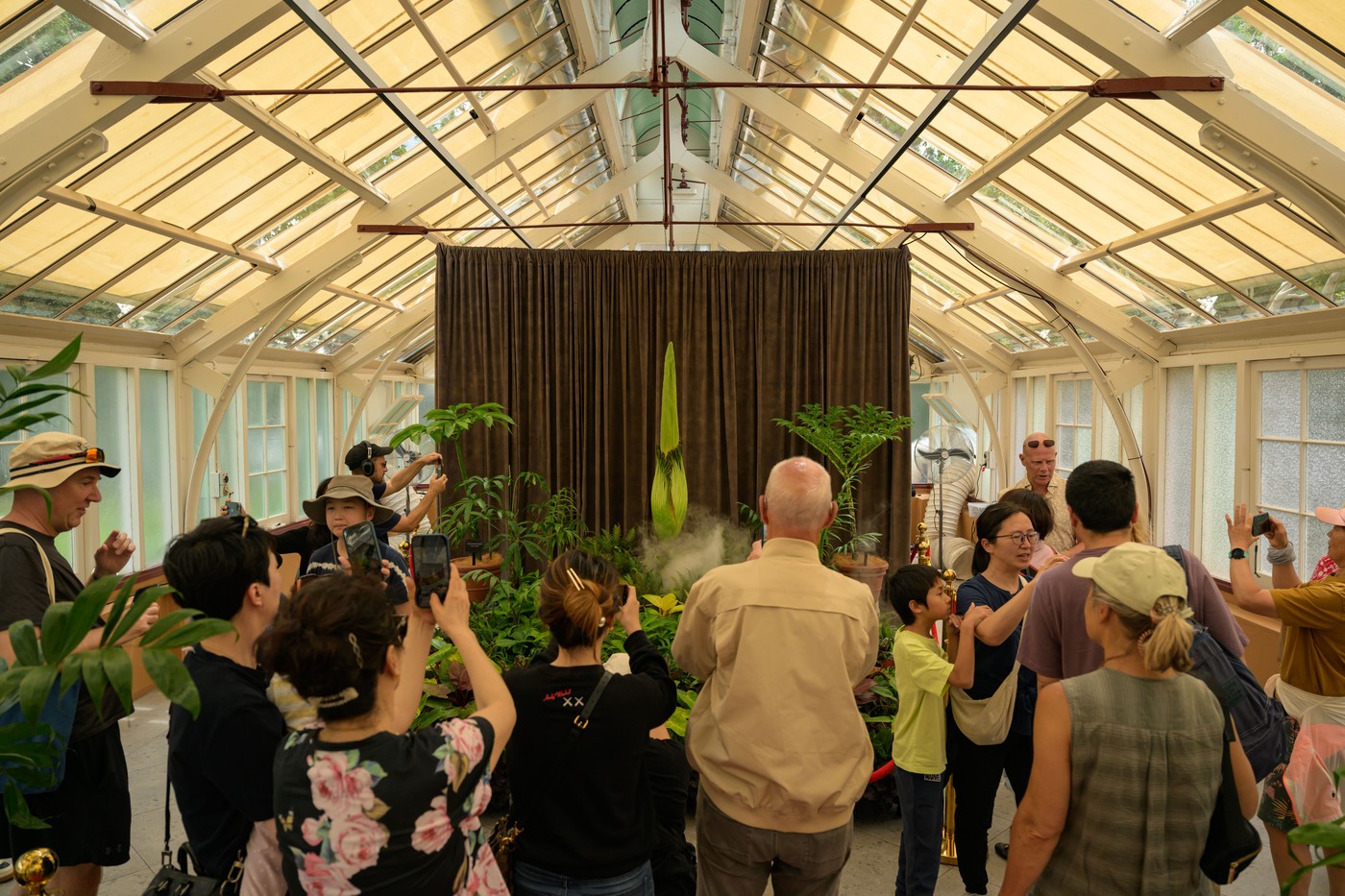 Mrtvaški cvet v avstralskem Sydneyju (Foto: PROFIMEDIA)