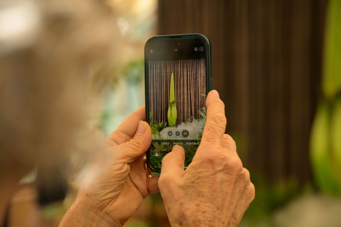 Mrtvaški cvet, Avstralija