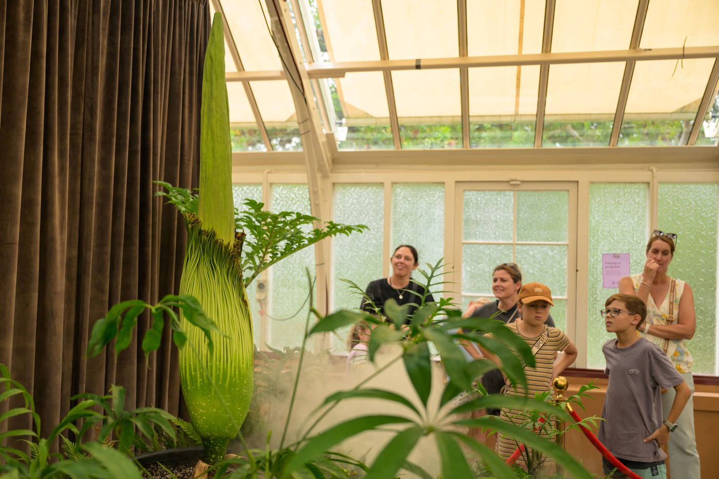 Mrtvaški cvet, Avstralija