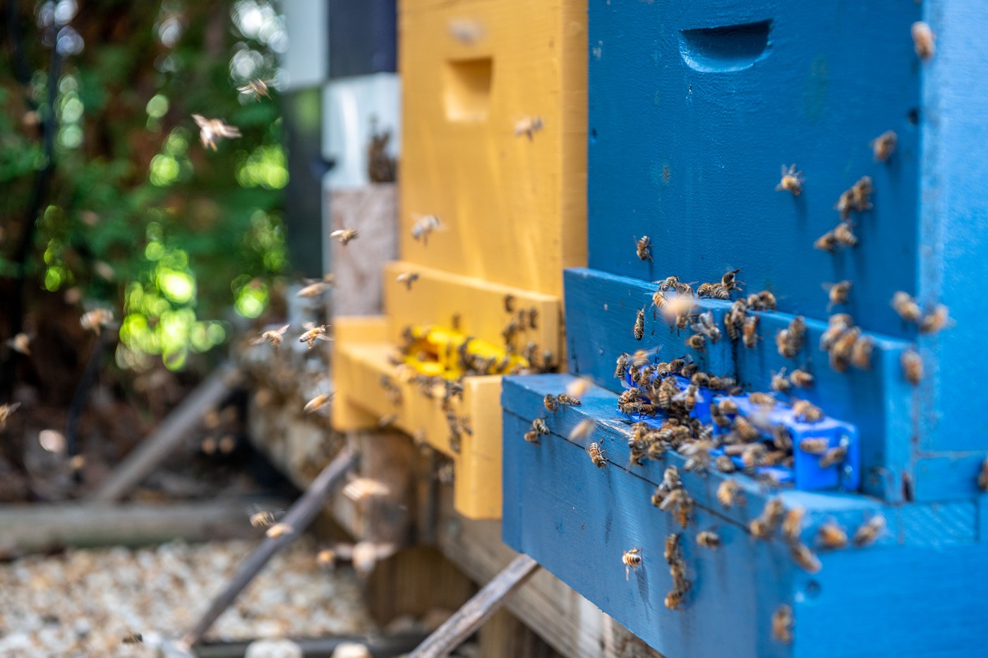 Honey bees crawling on the outside of the hive