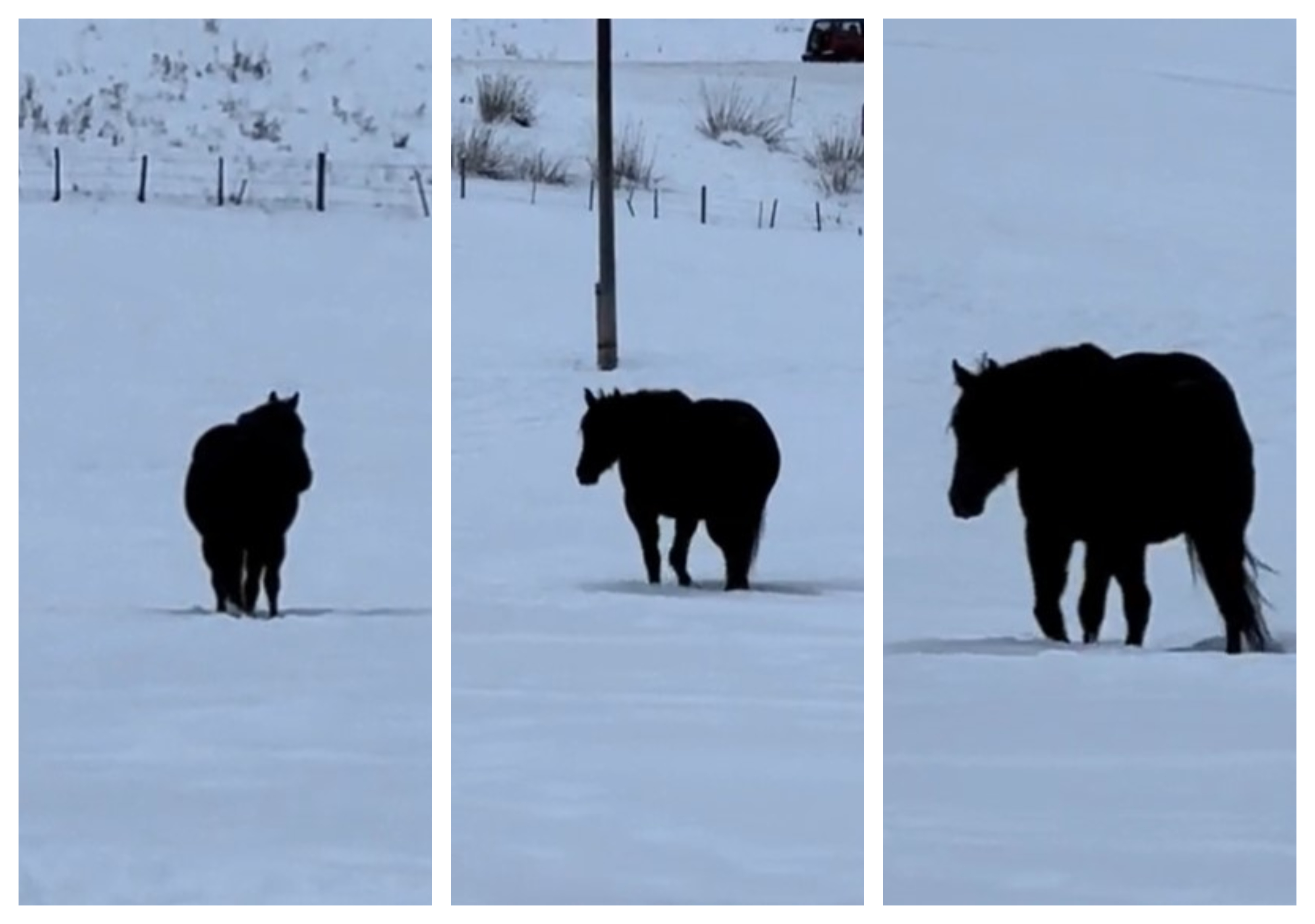 konj, vranec, sneg, viralno, TIkTok
