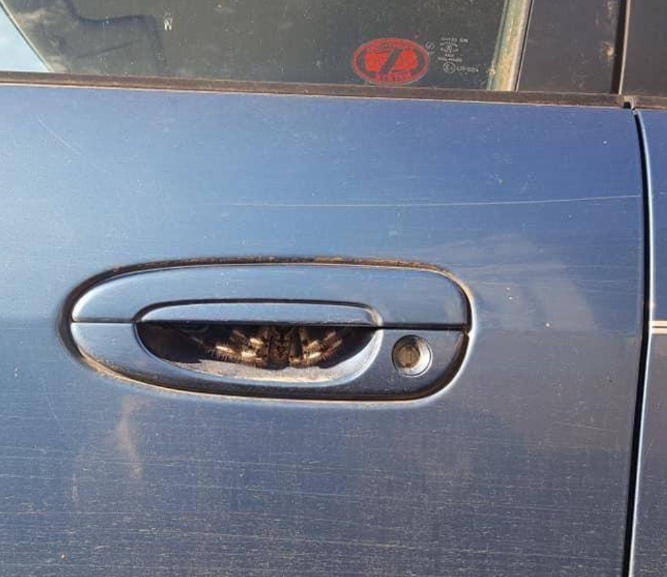 pajek pod kljuko, Avstralija, viralnoA