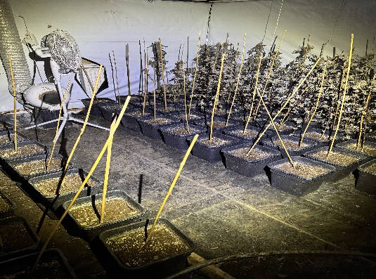 konoplja, pu ljubljana, policija