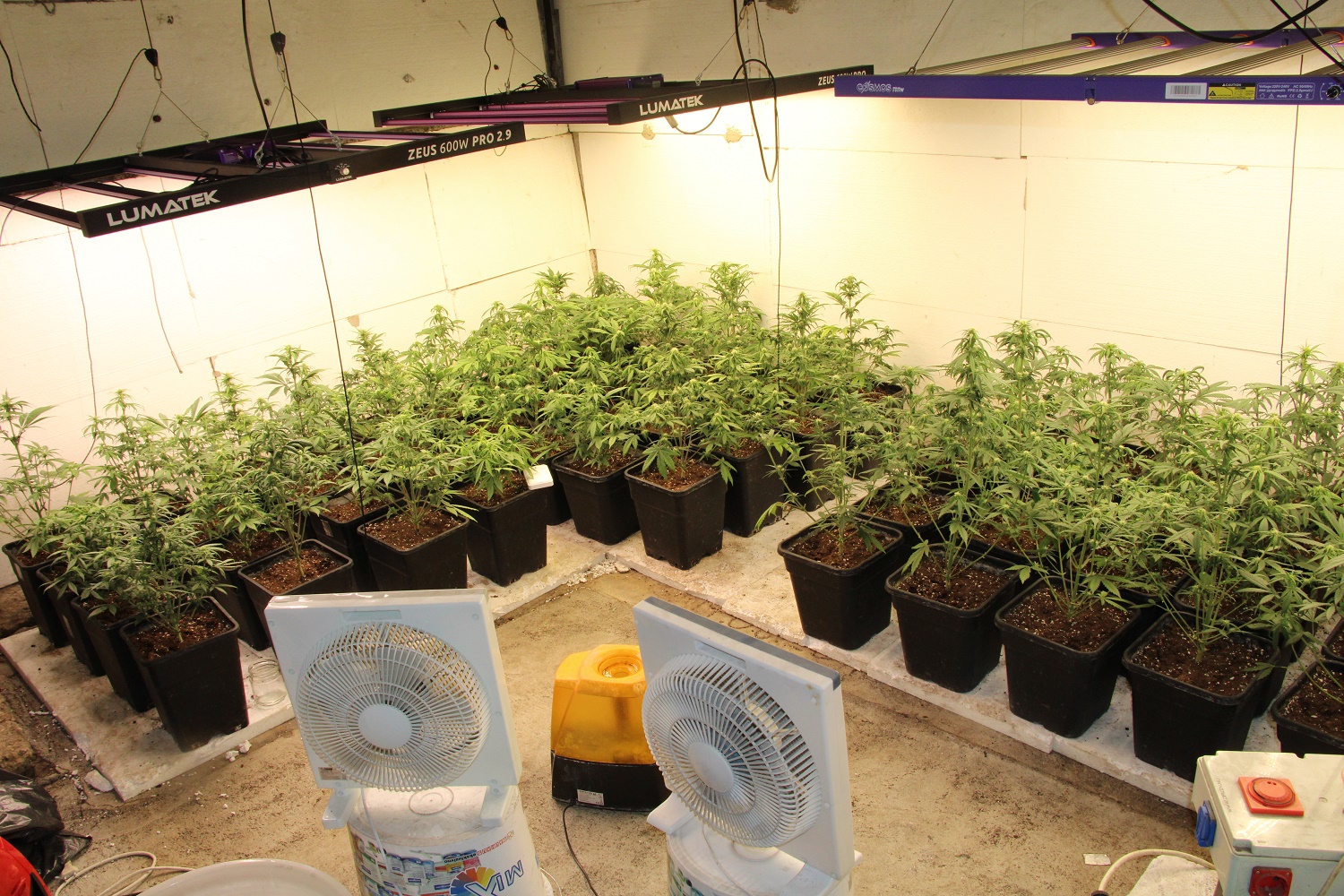 konoplja, sadike, policija, maribor