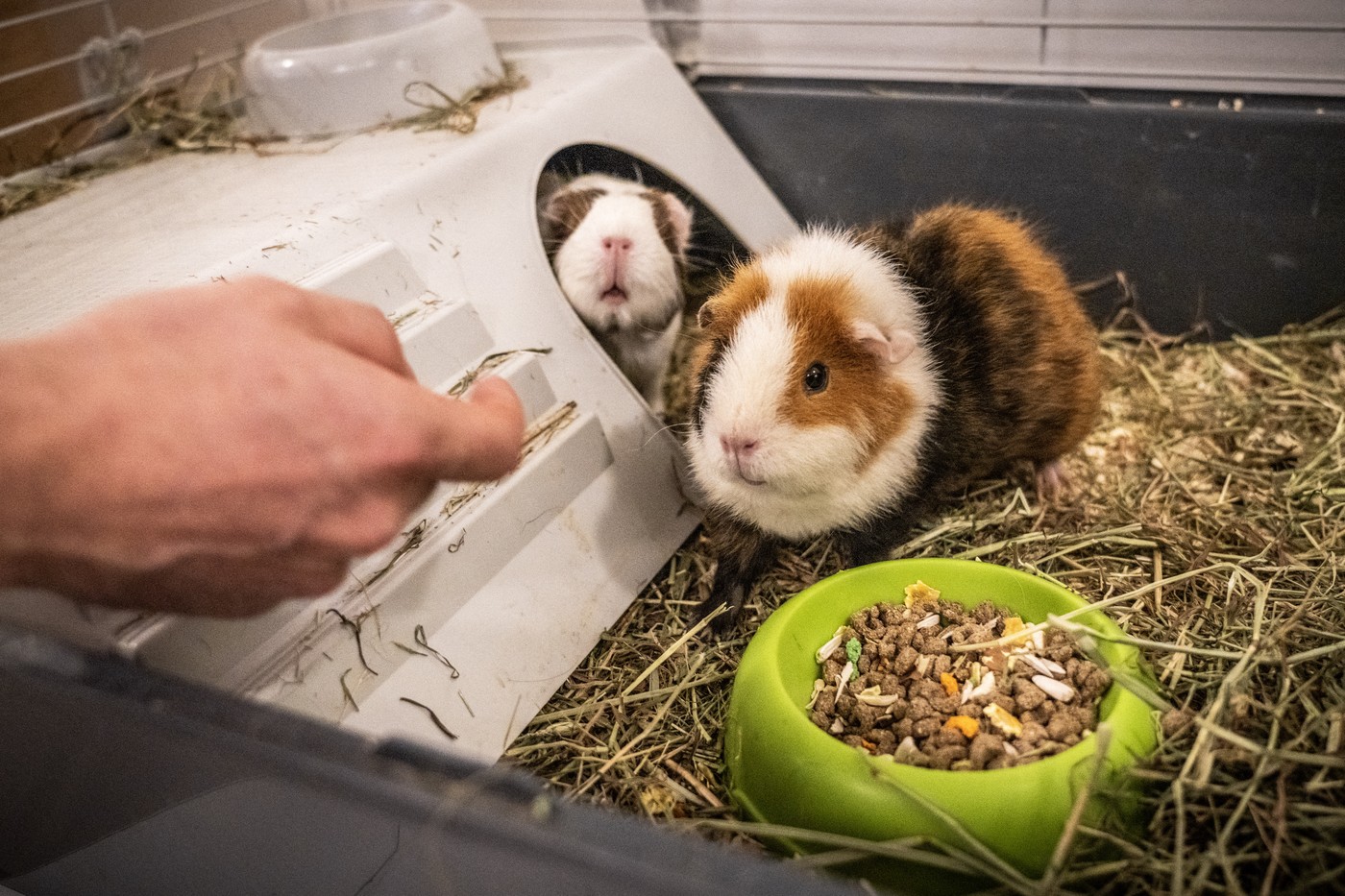 ZAPORNIŠKA CELICA, Anders Behring Breivik