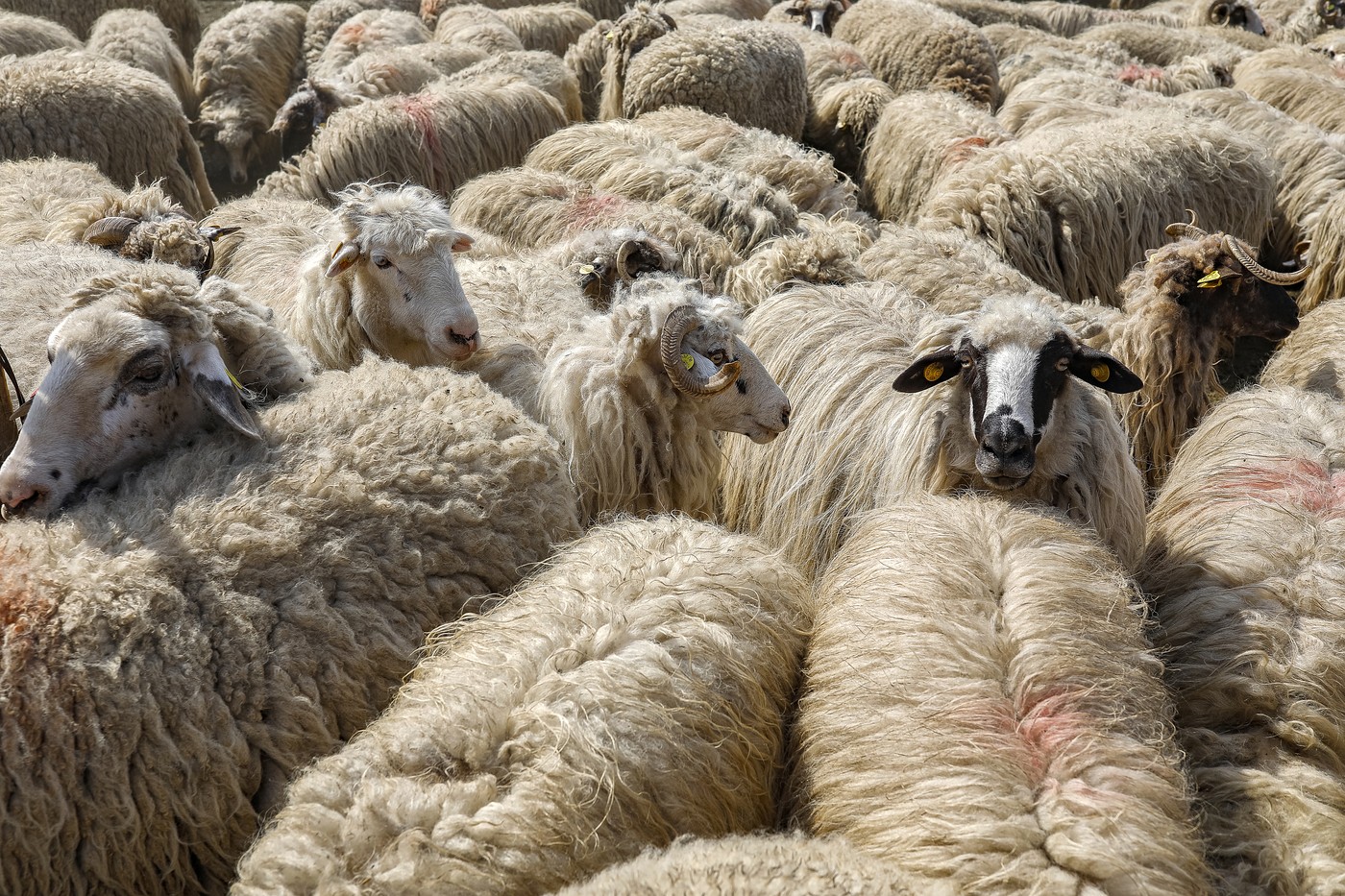 Herd of sheep in Timis province