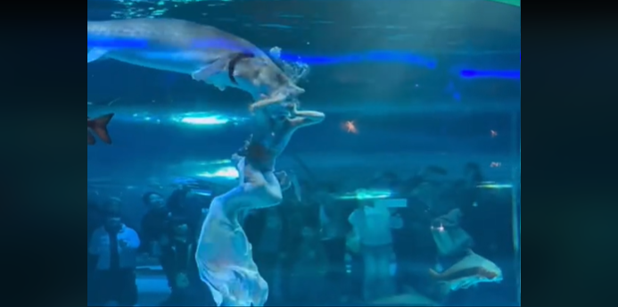 Napad ribe v akvariju