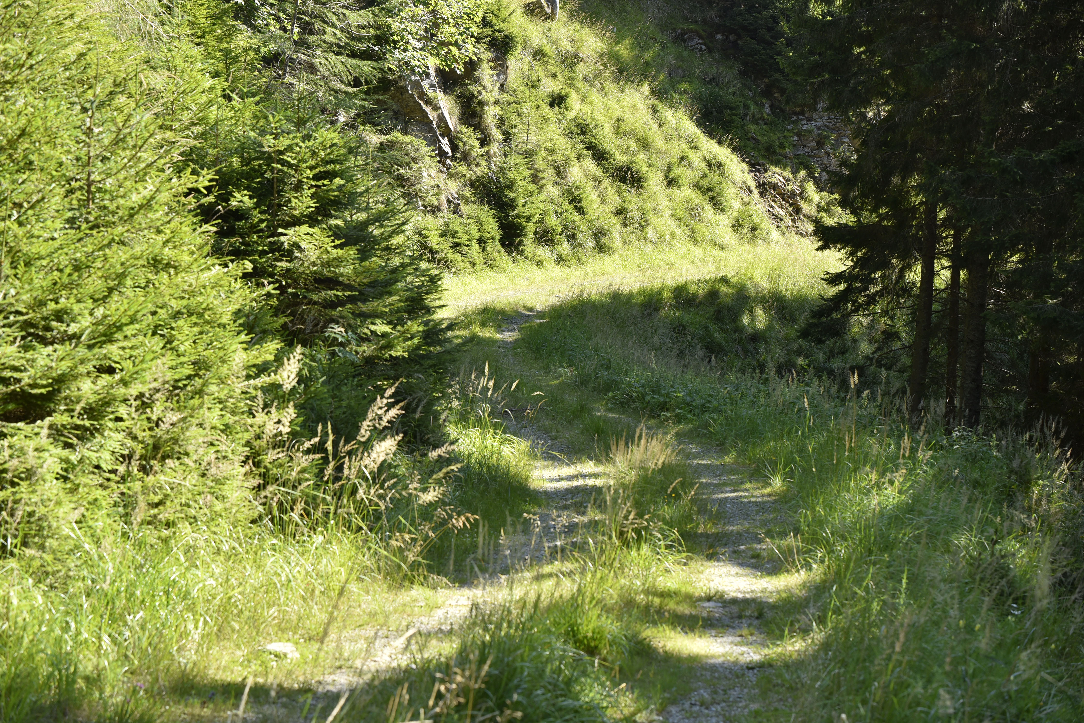 Gozdovi gozdne poti Mislinja