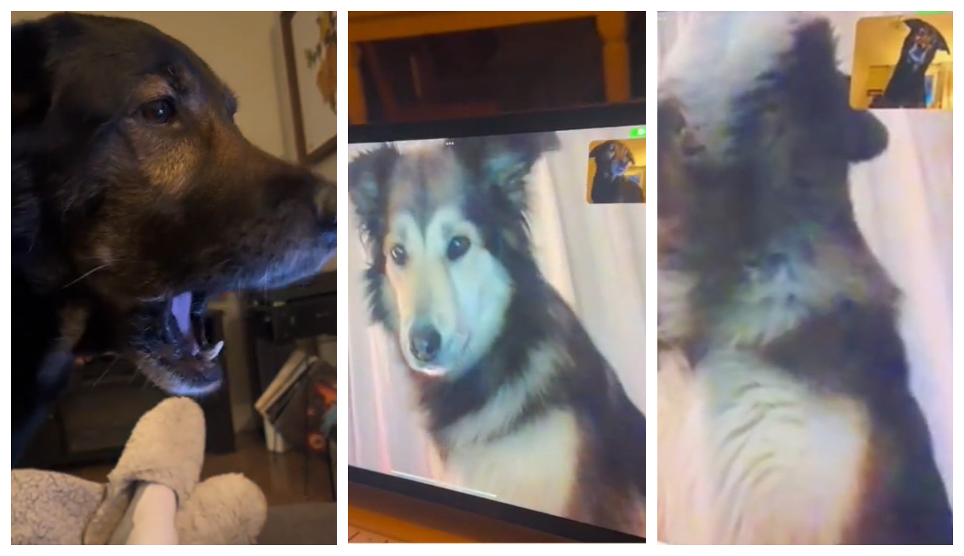 psi, pogovor, videoklic, TikTok, viralno